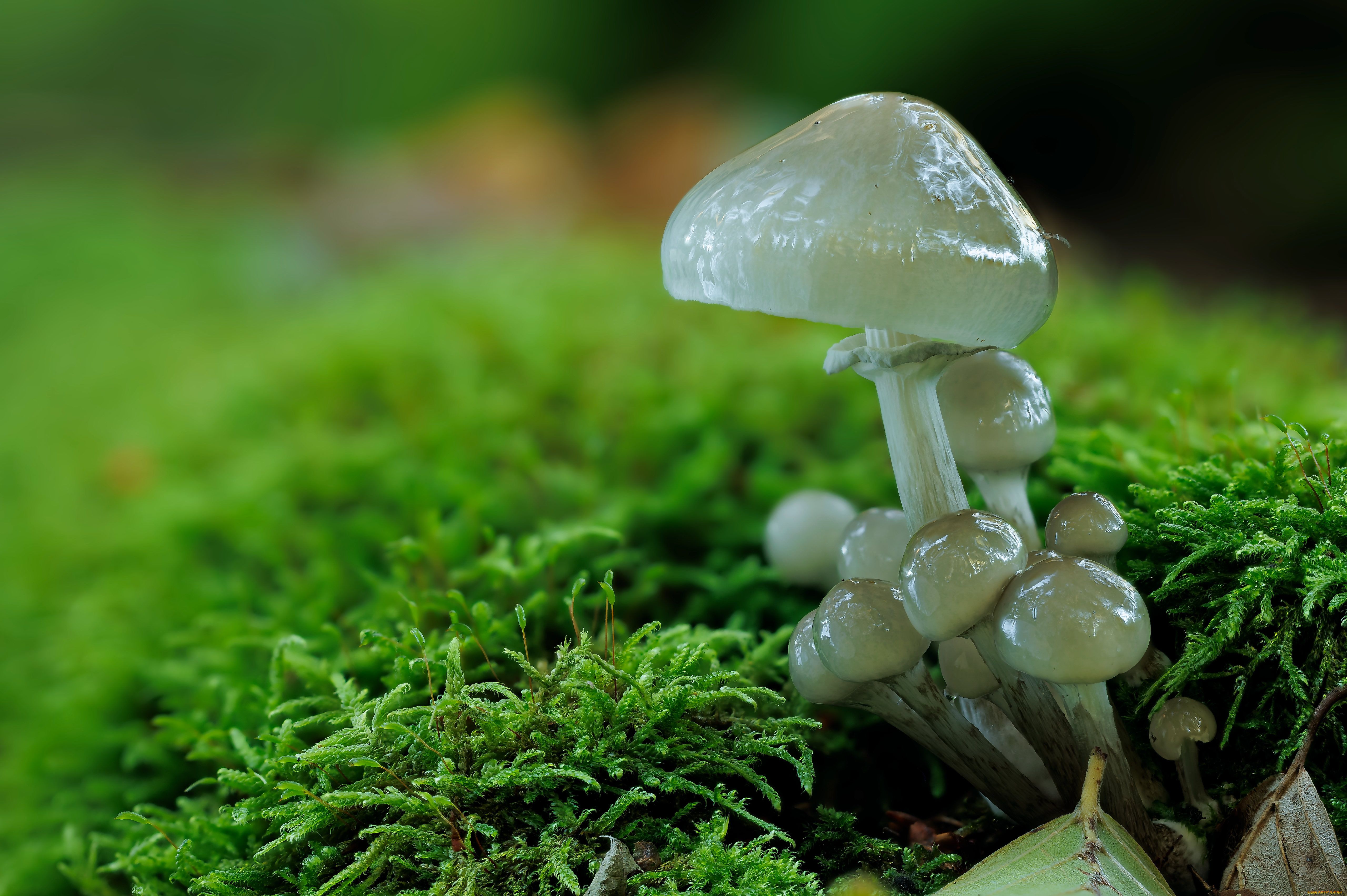 природа, грибы