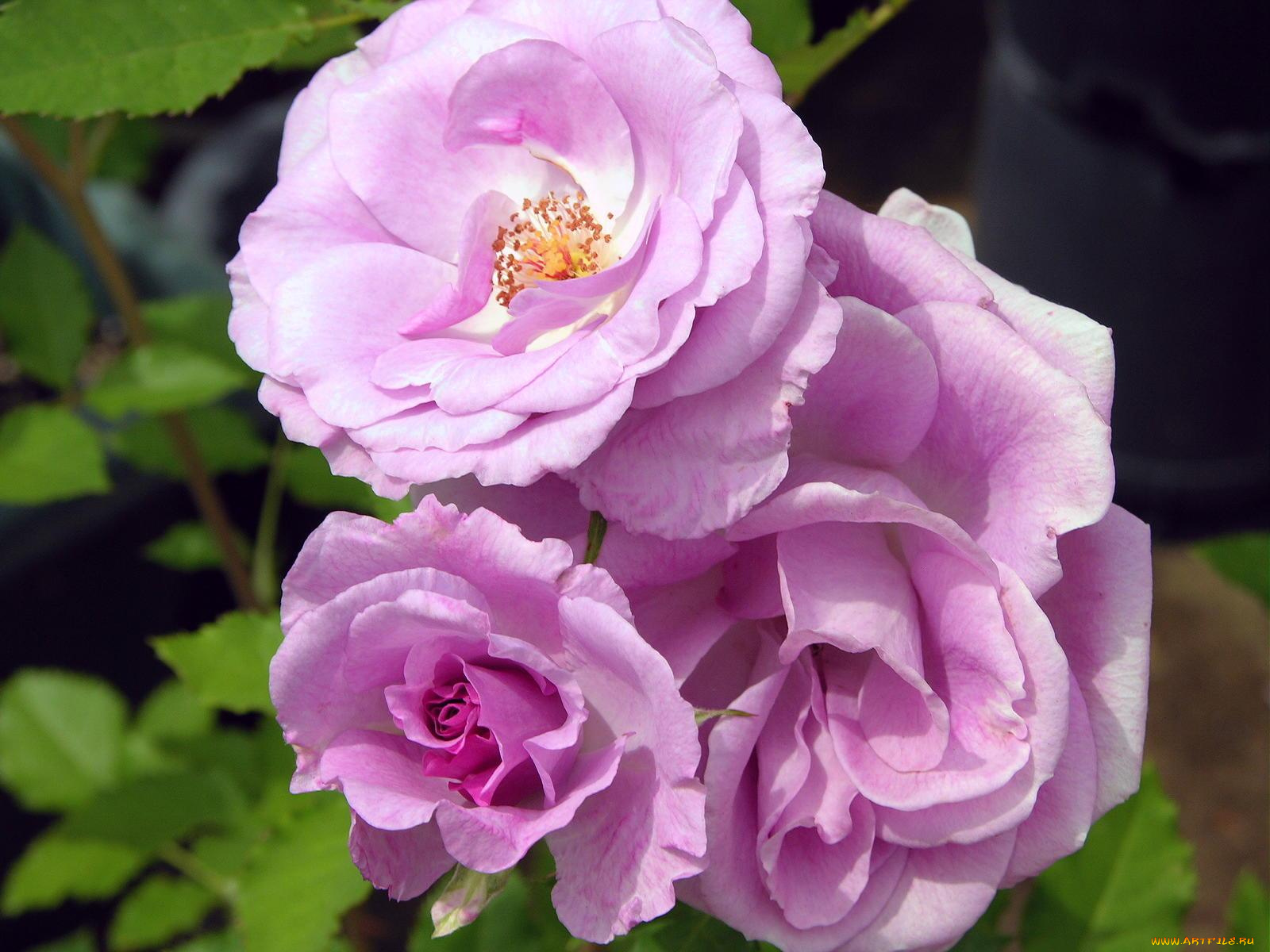 цветы, розы