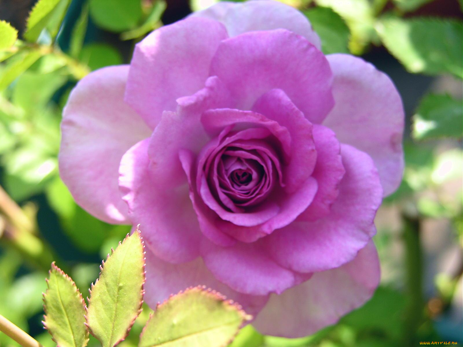 цветы, розы