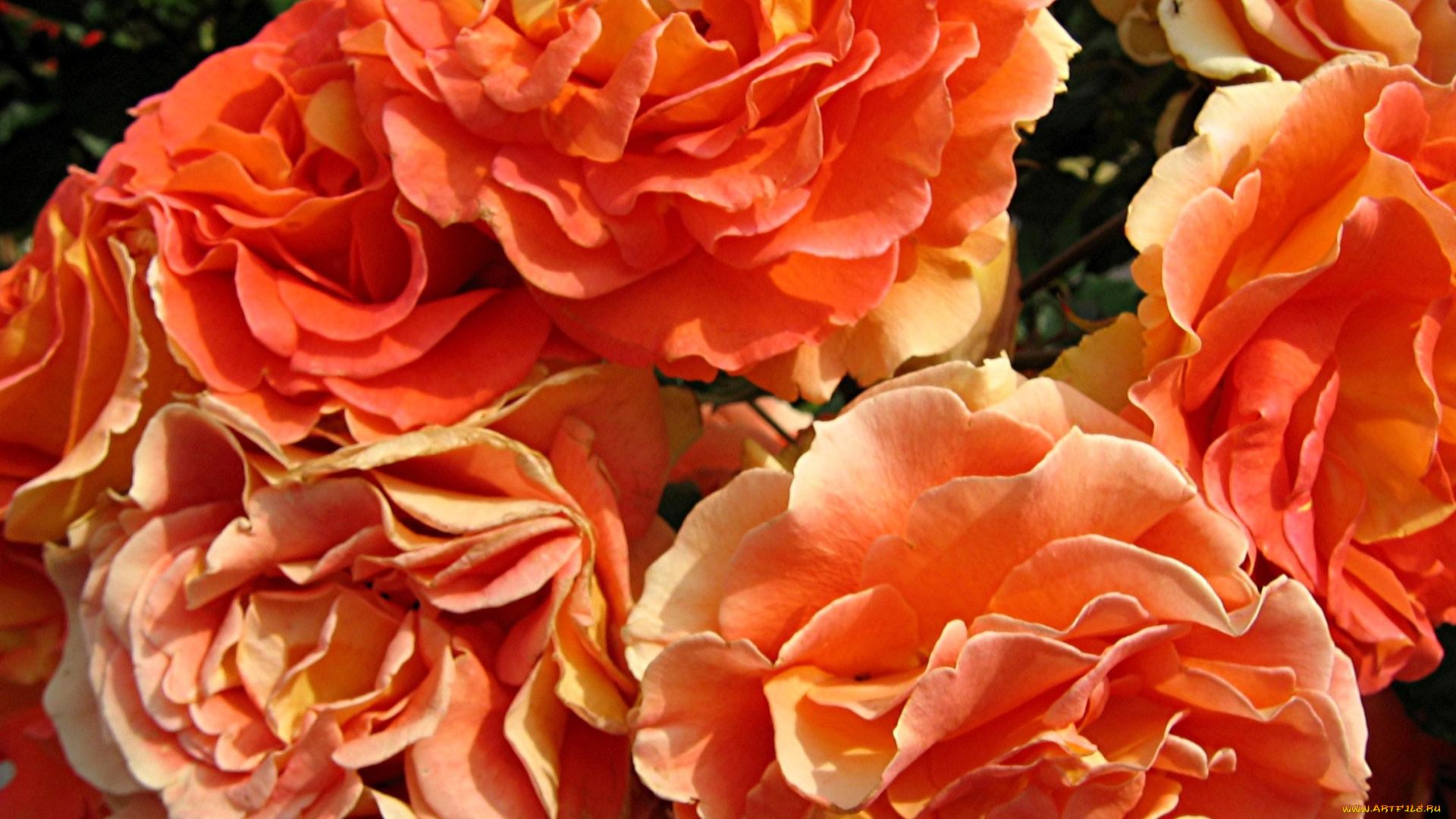 цветы, розы