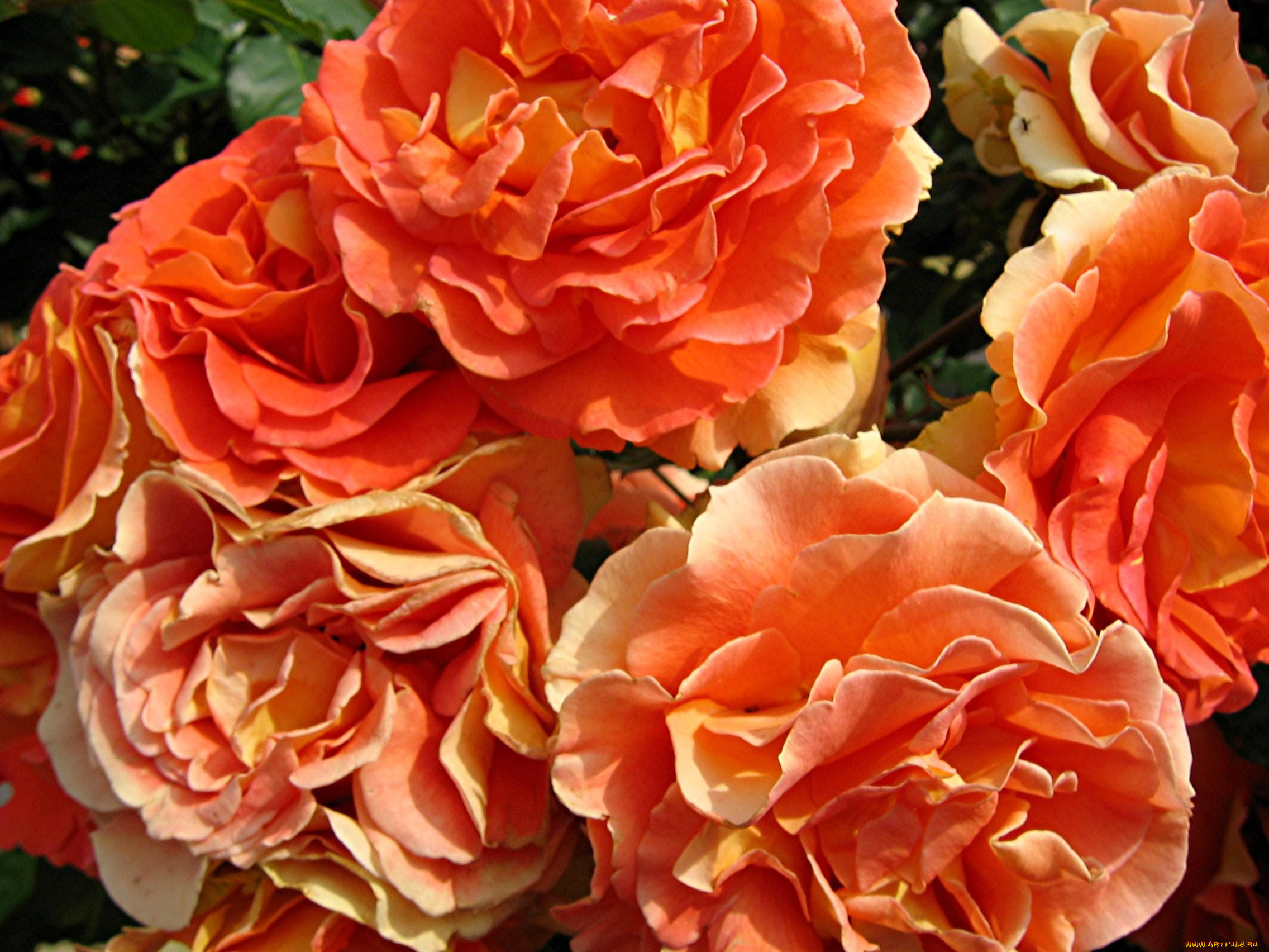 цветы, розы