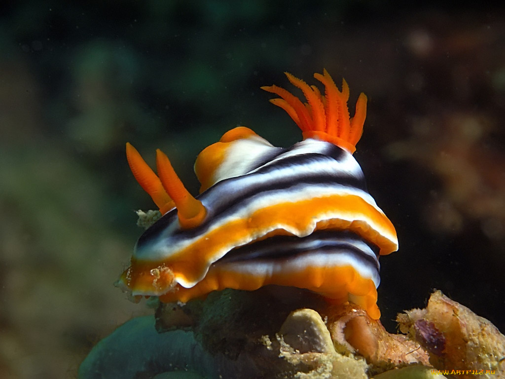 голожаберник, животные, морская, фауна