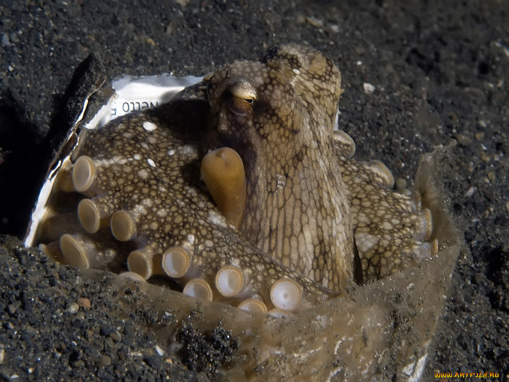 вес, нетто, 500, гр, животные, морская, фауна