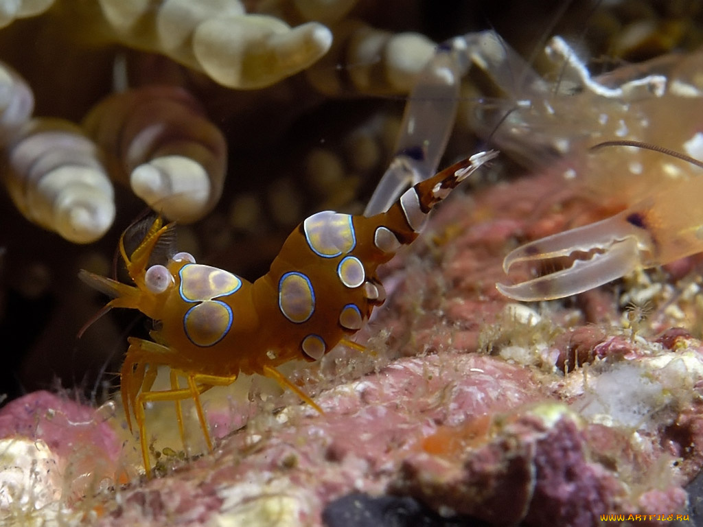 жертва, животные, морская, фауна