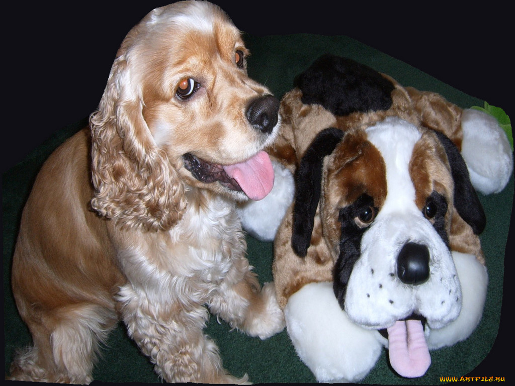 животные, собаки