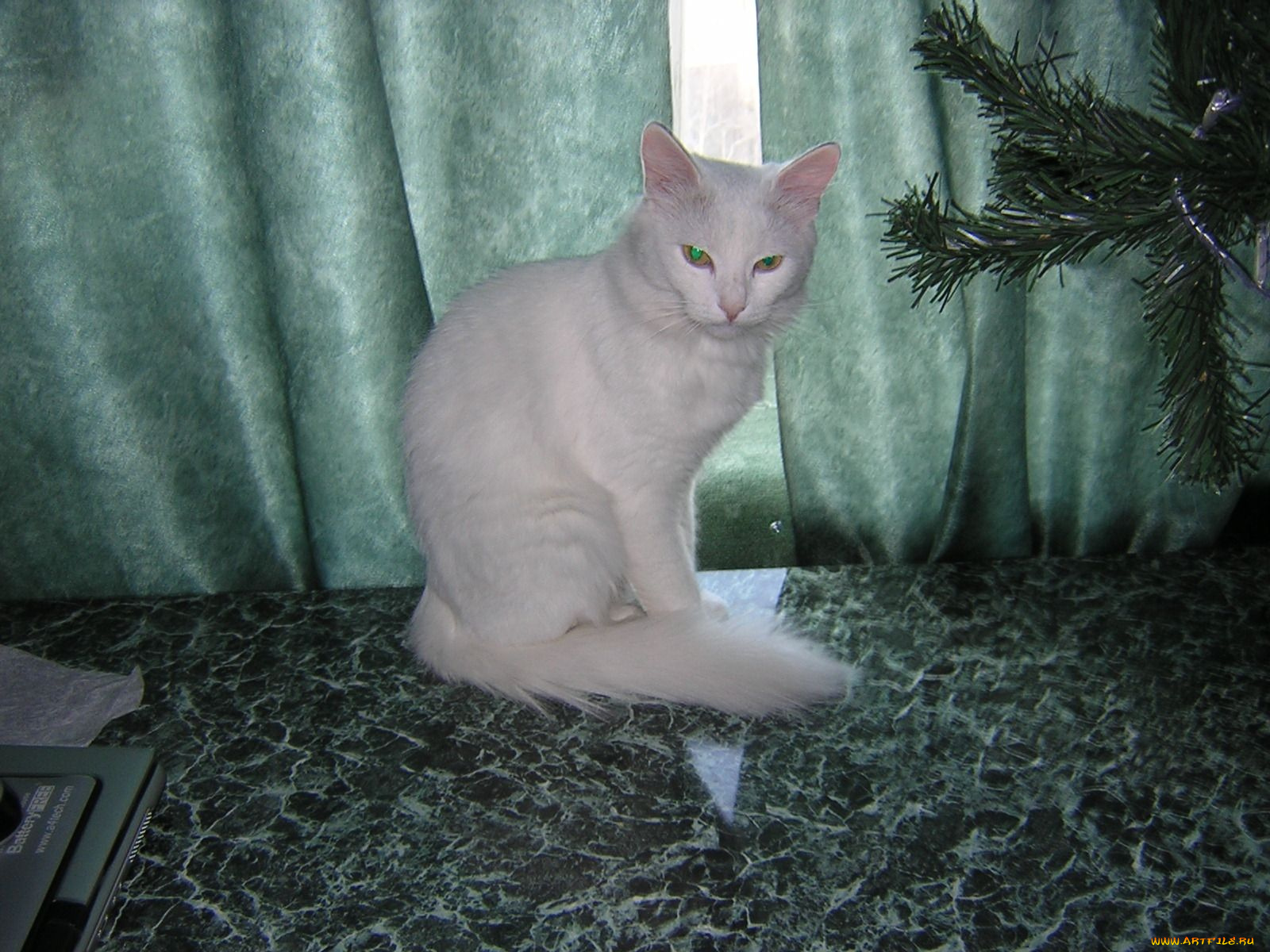 животные, коты