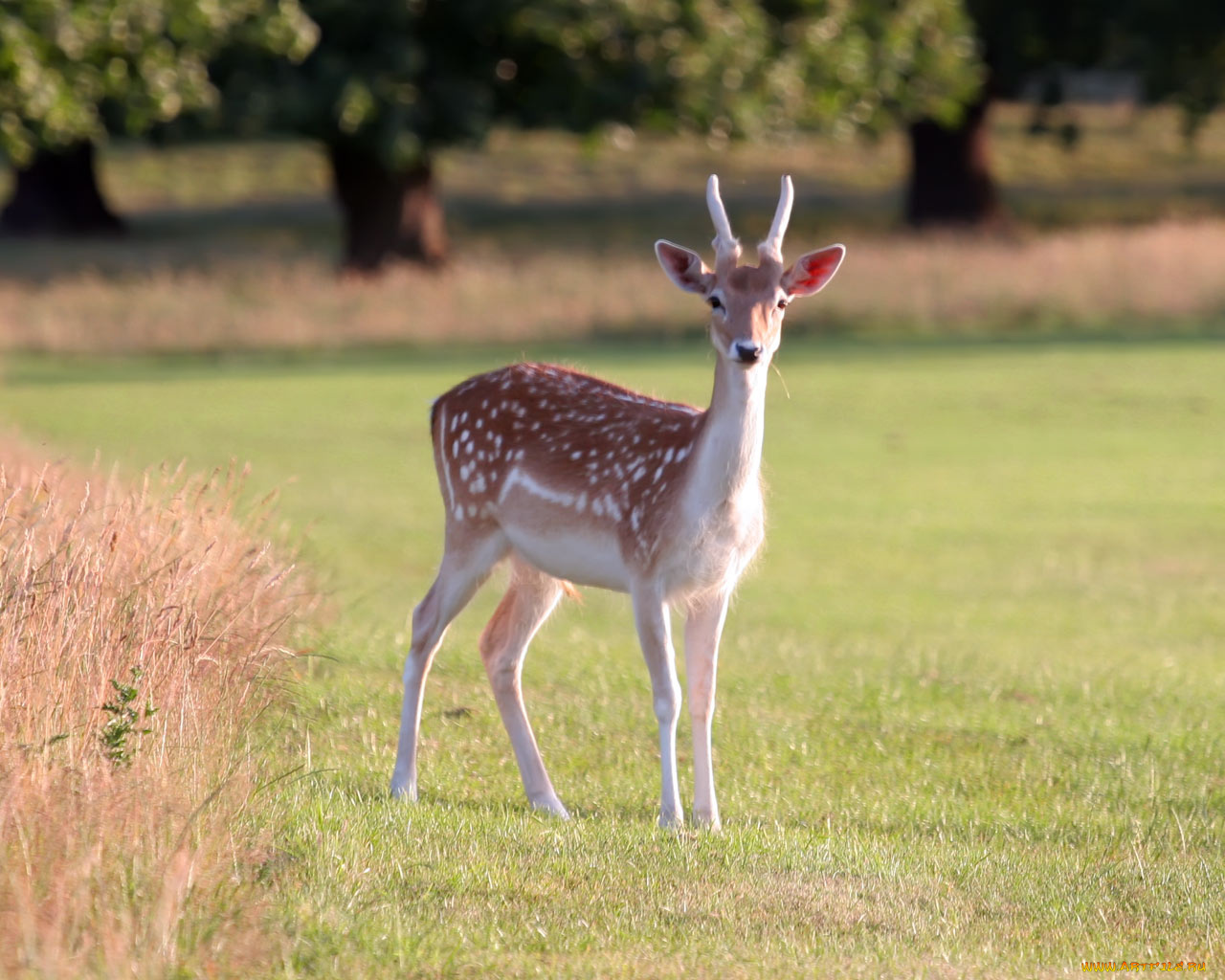животные, олени