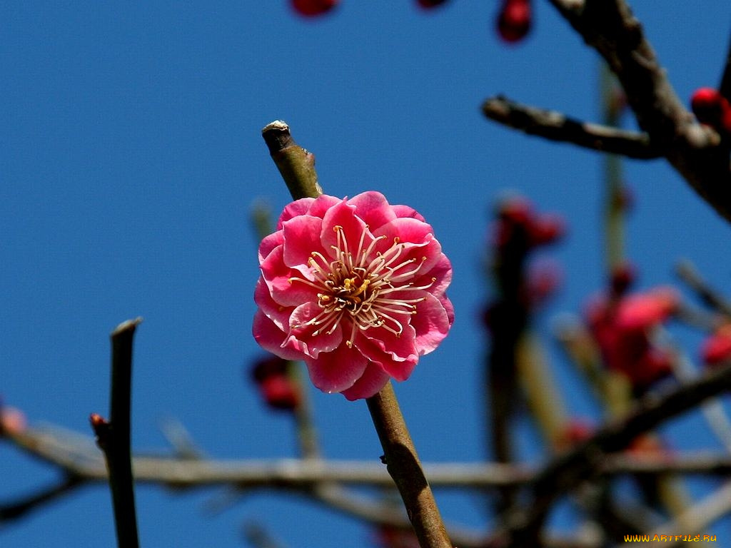 цветы, цветущие, деревья, кустарники