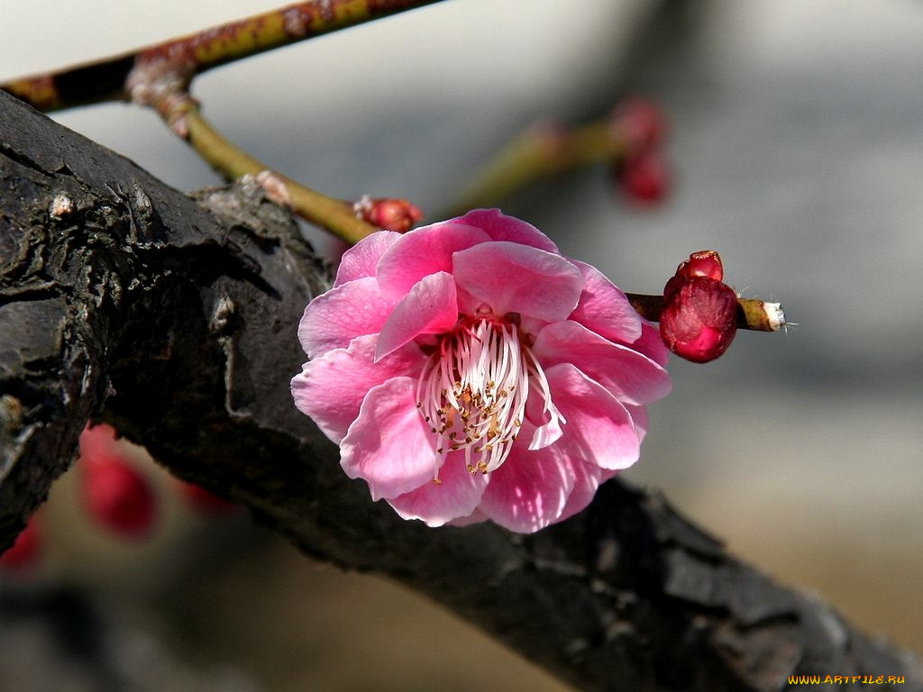 цветы, цветущие, деревья, кустарники