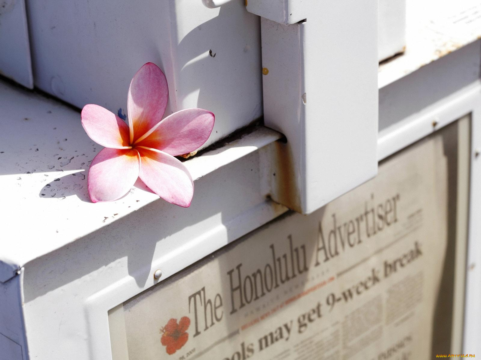 цветы, плюмерия