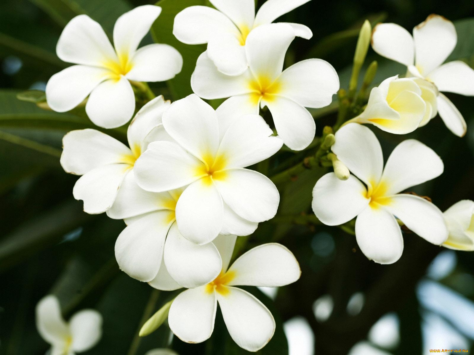 цветы, плюмерия