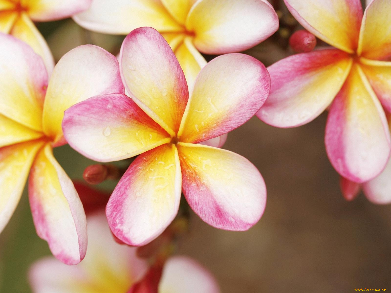 цветы, плюмерия