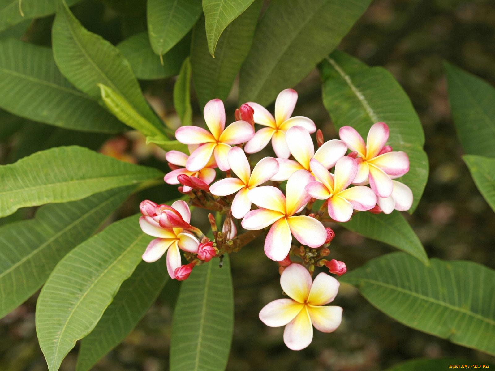 цветы, плюмерия