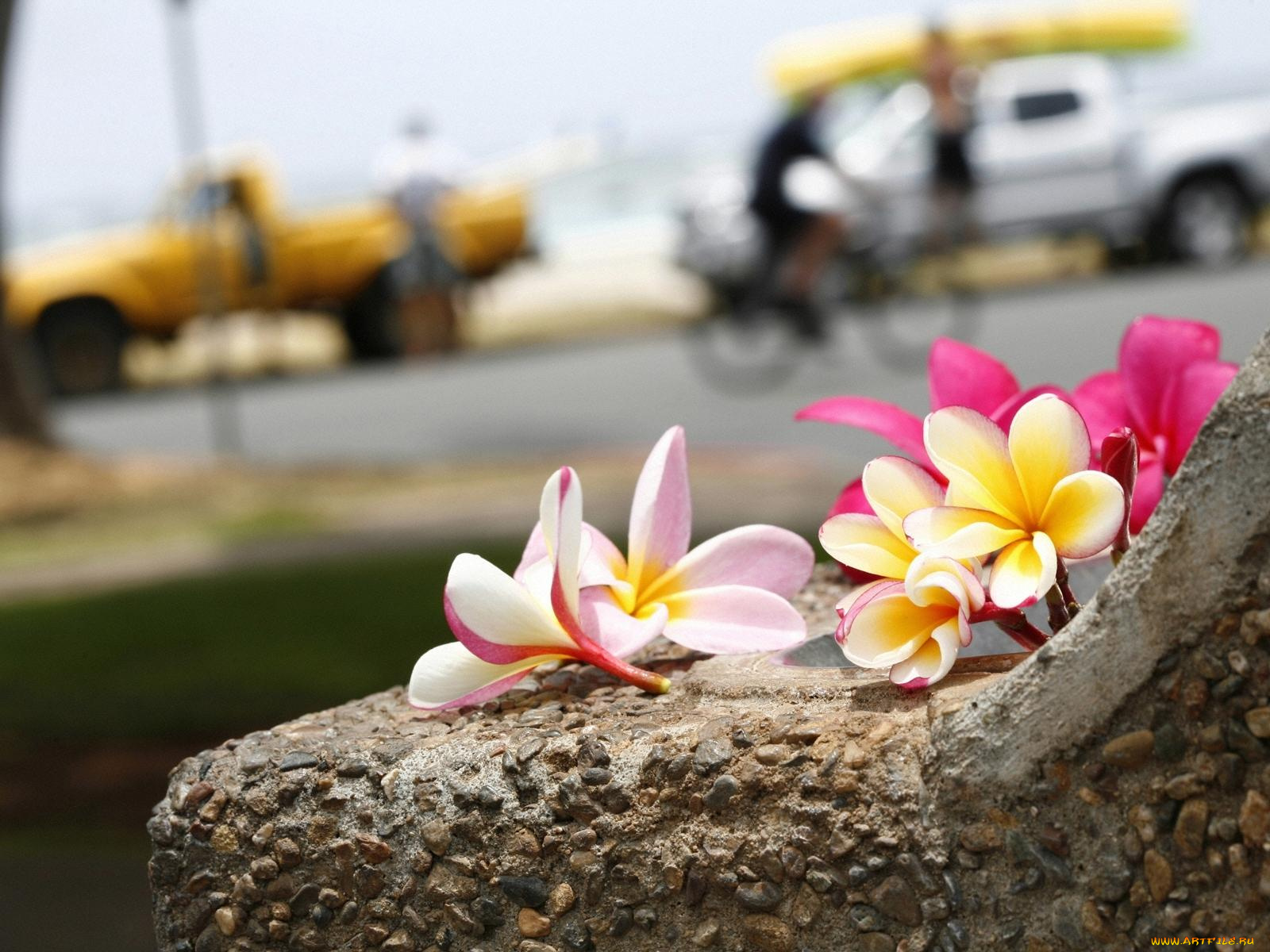 цветы, плюмерия