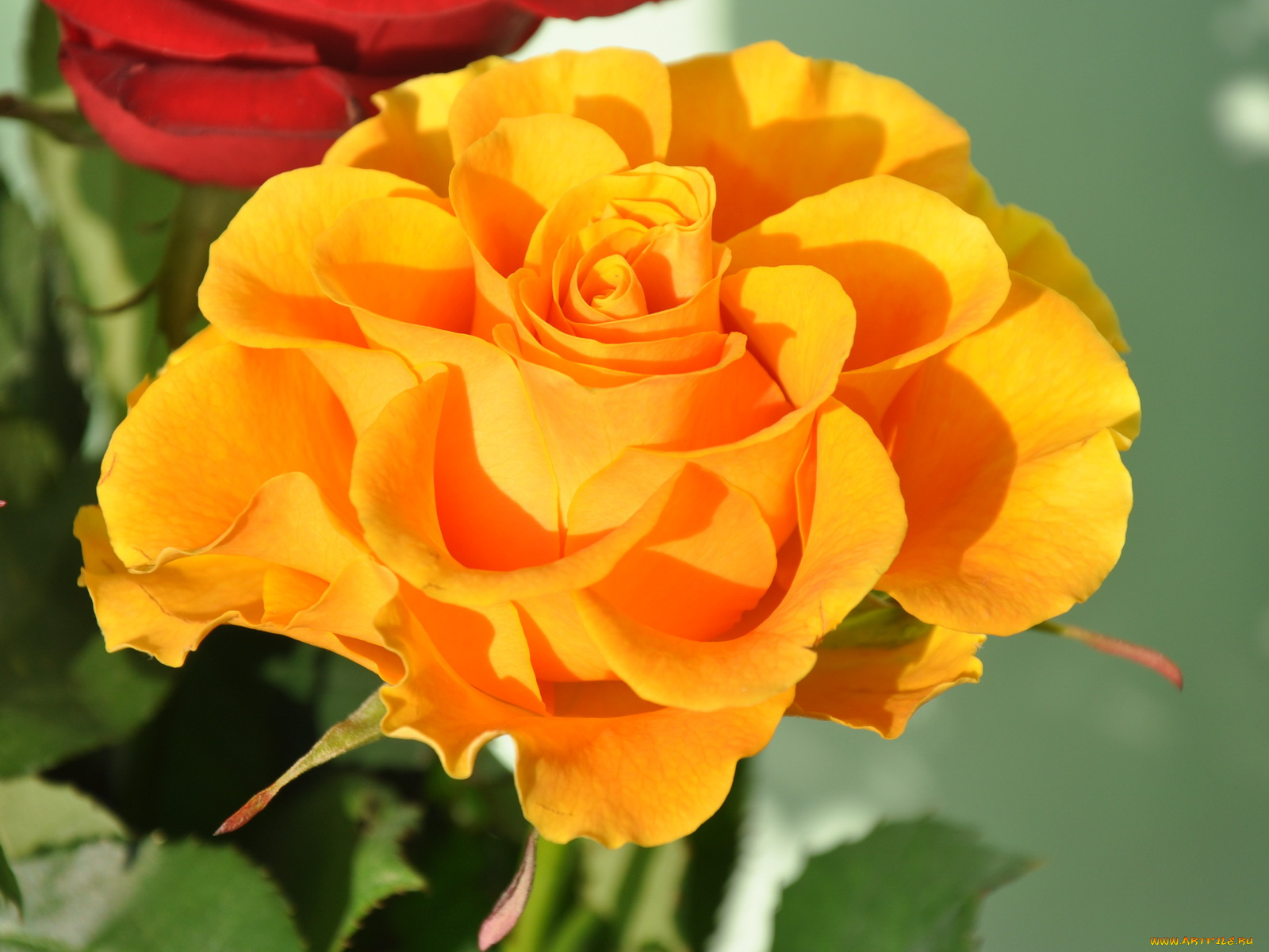 цветы, розы