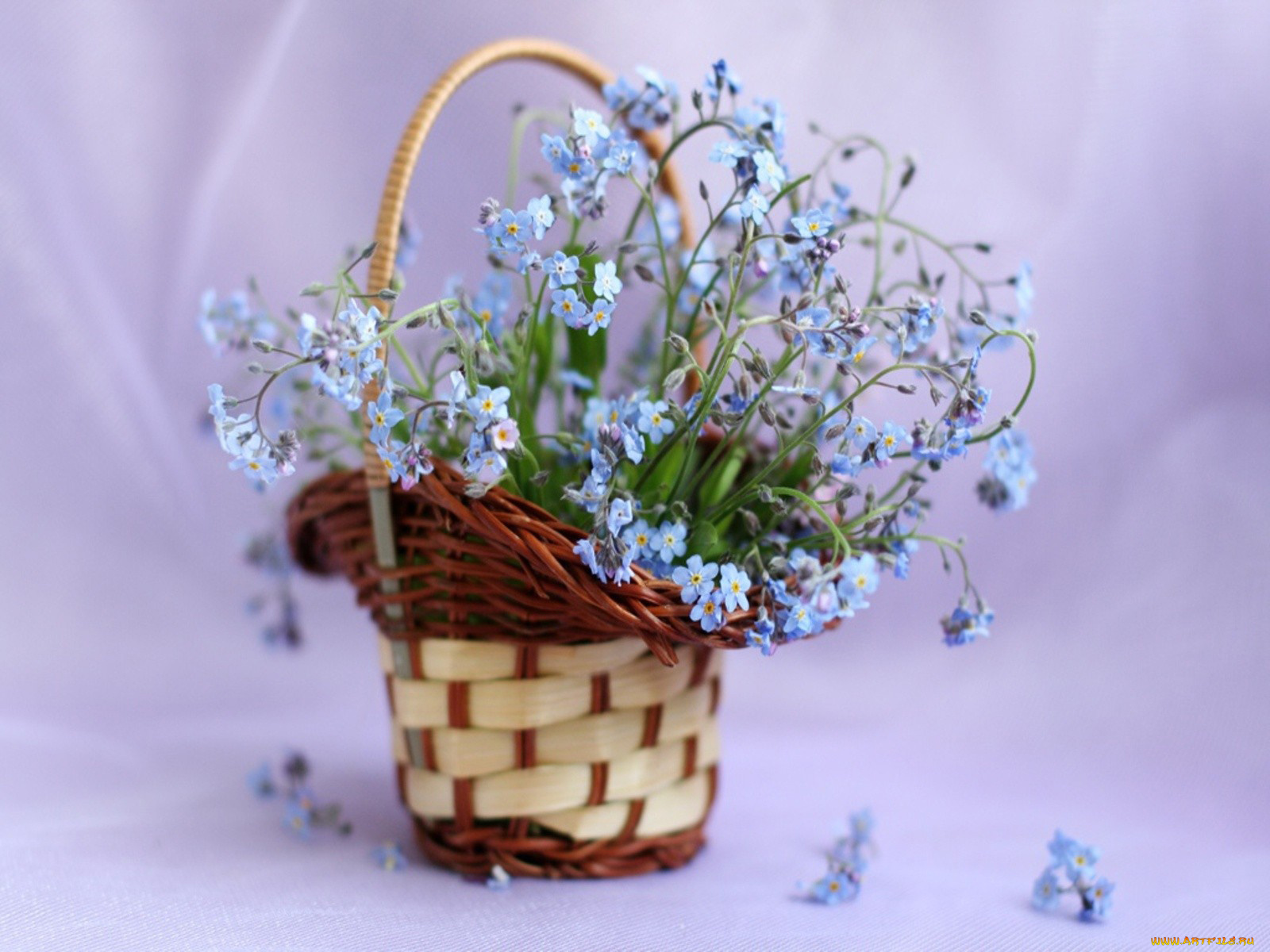 цветы, незабудки, корзинка