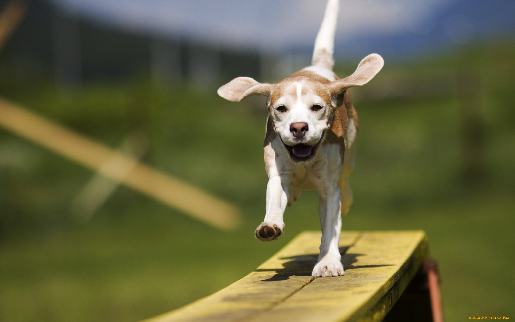 животные, собаки, собака