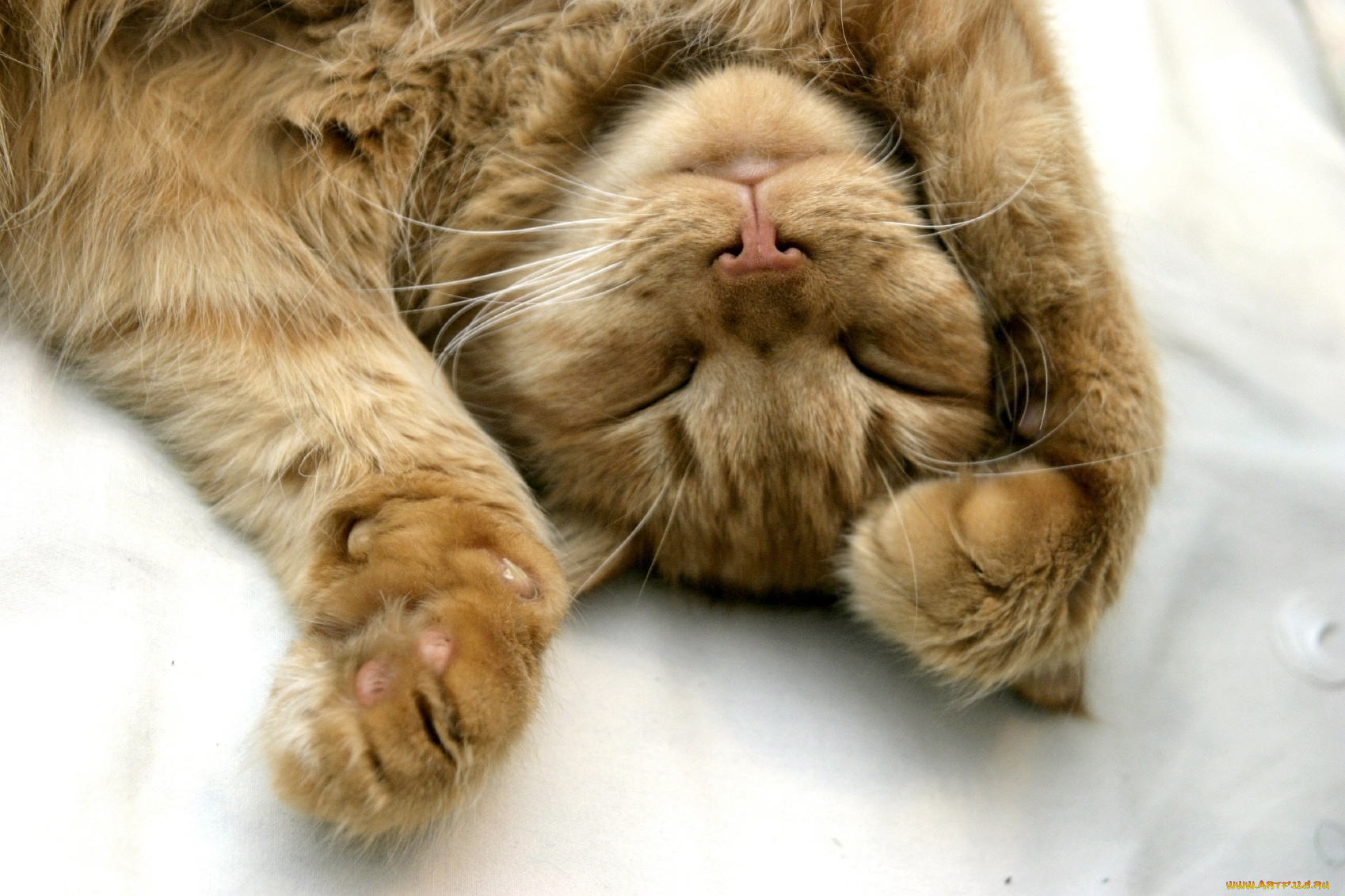 животные, коты, cat