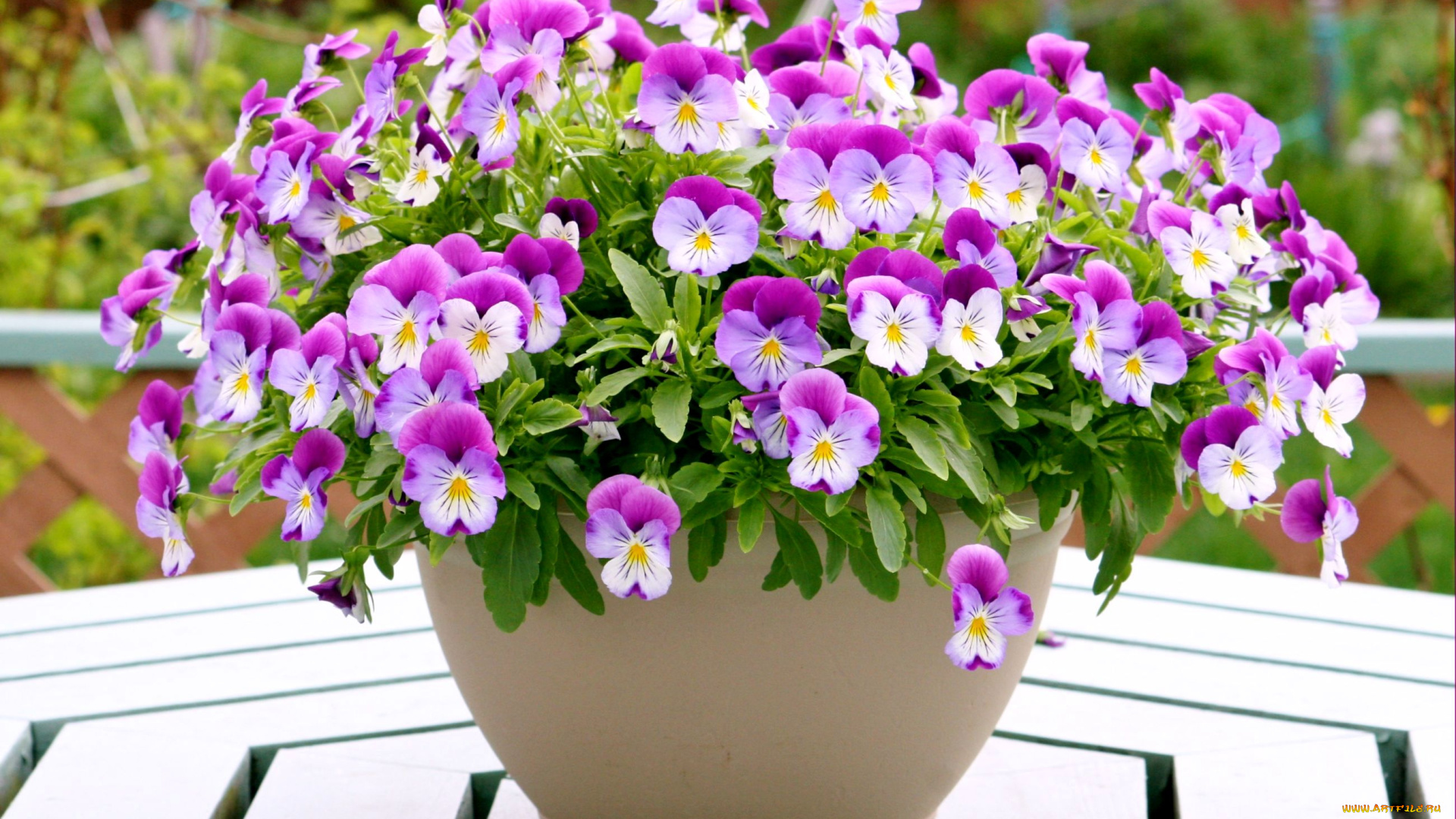 цветы, анютины, глазки, садовые, фиалки, гошок, розовый, пестрый