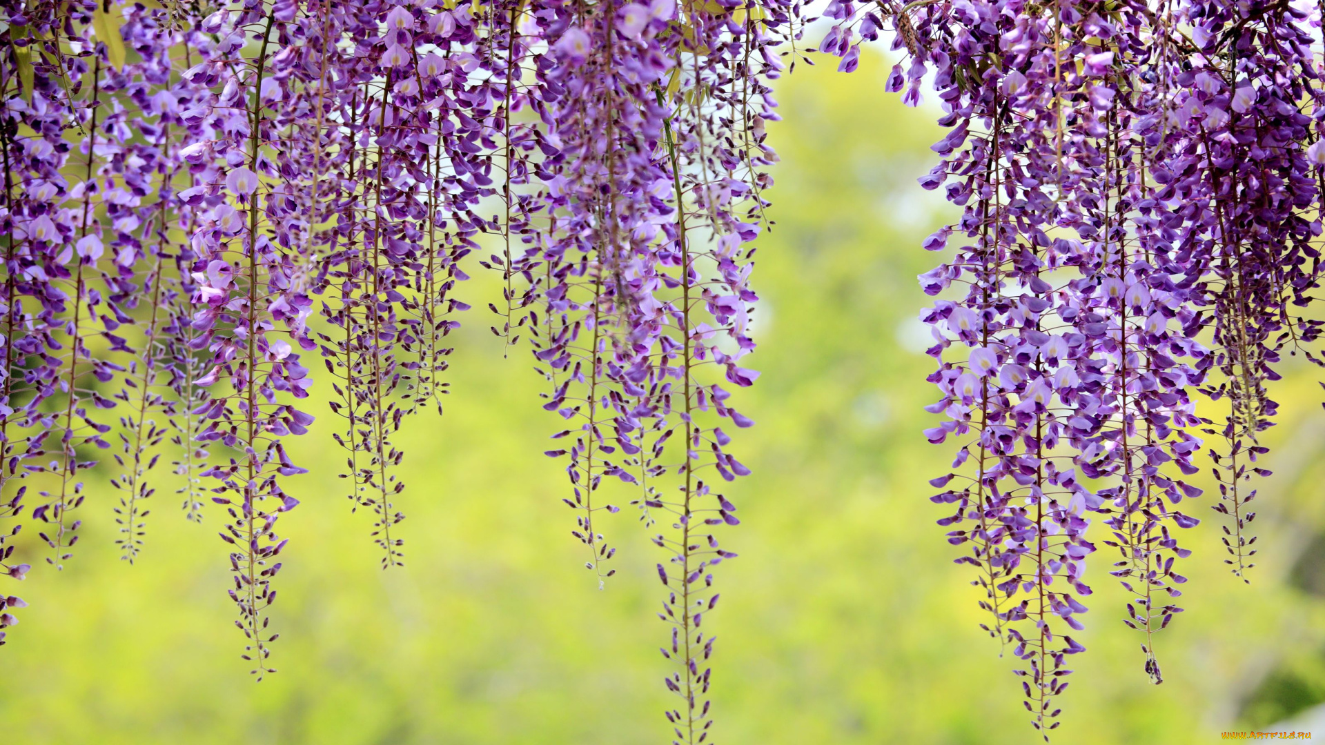 цветы, глициния, фиолетовый, гроздья