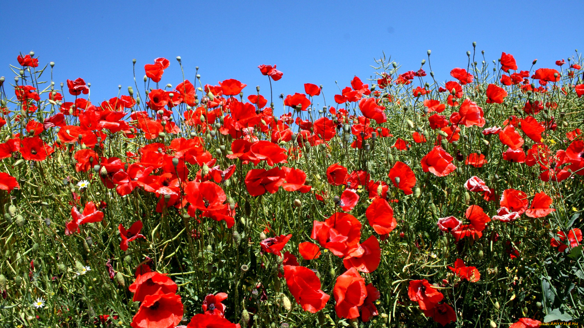 цветы, маки, красный, луг, яркий