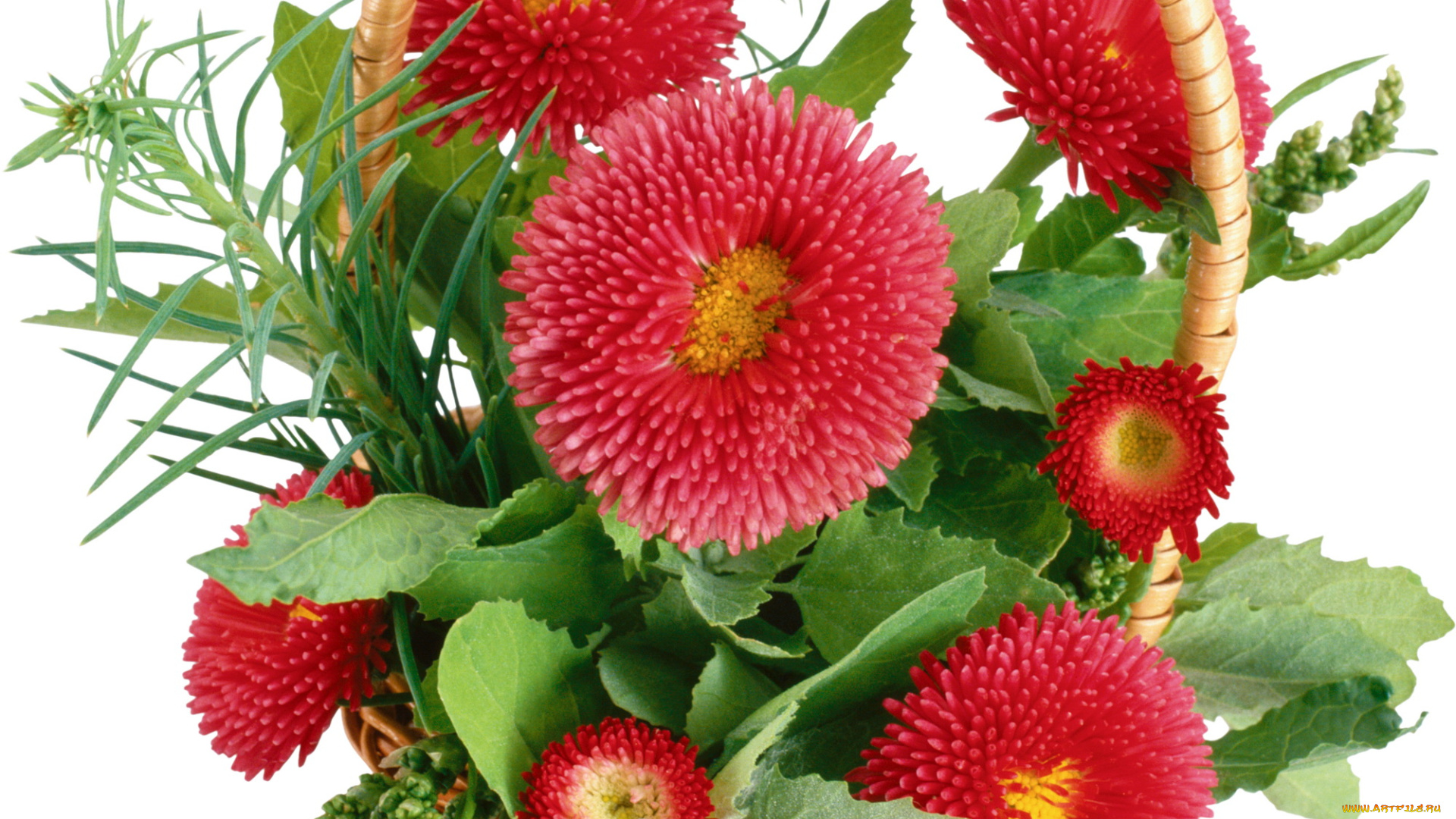 цветы, маргаритки, корзинка, хризантемы, зелень