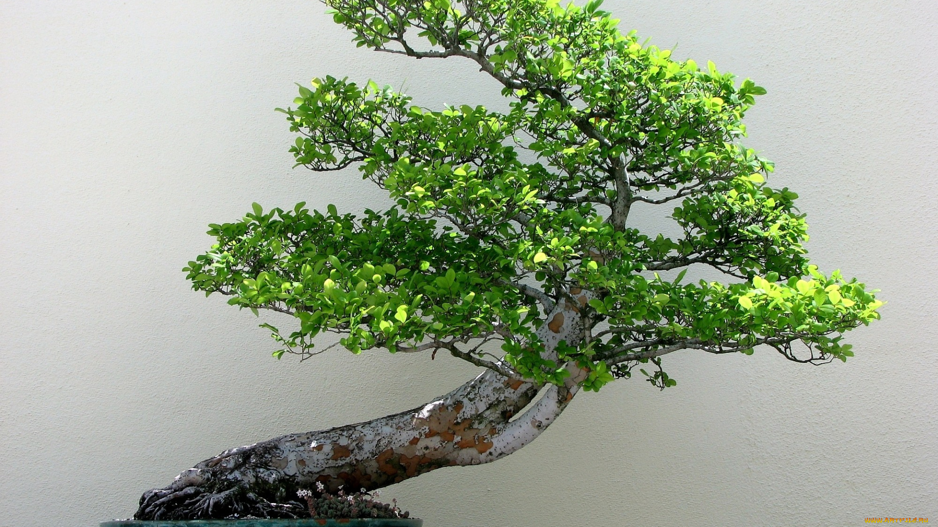 природа, деревья, карликовое, дерево, бонсай