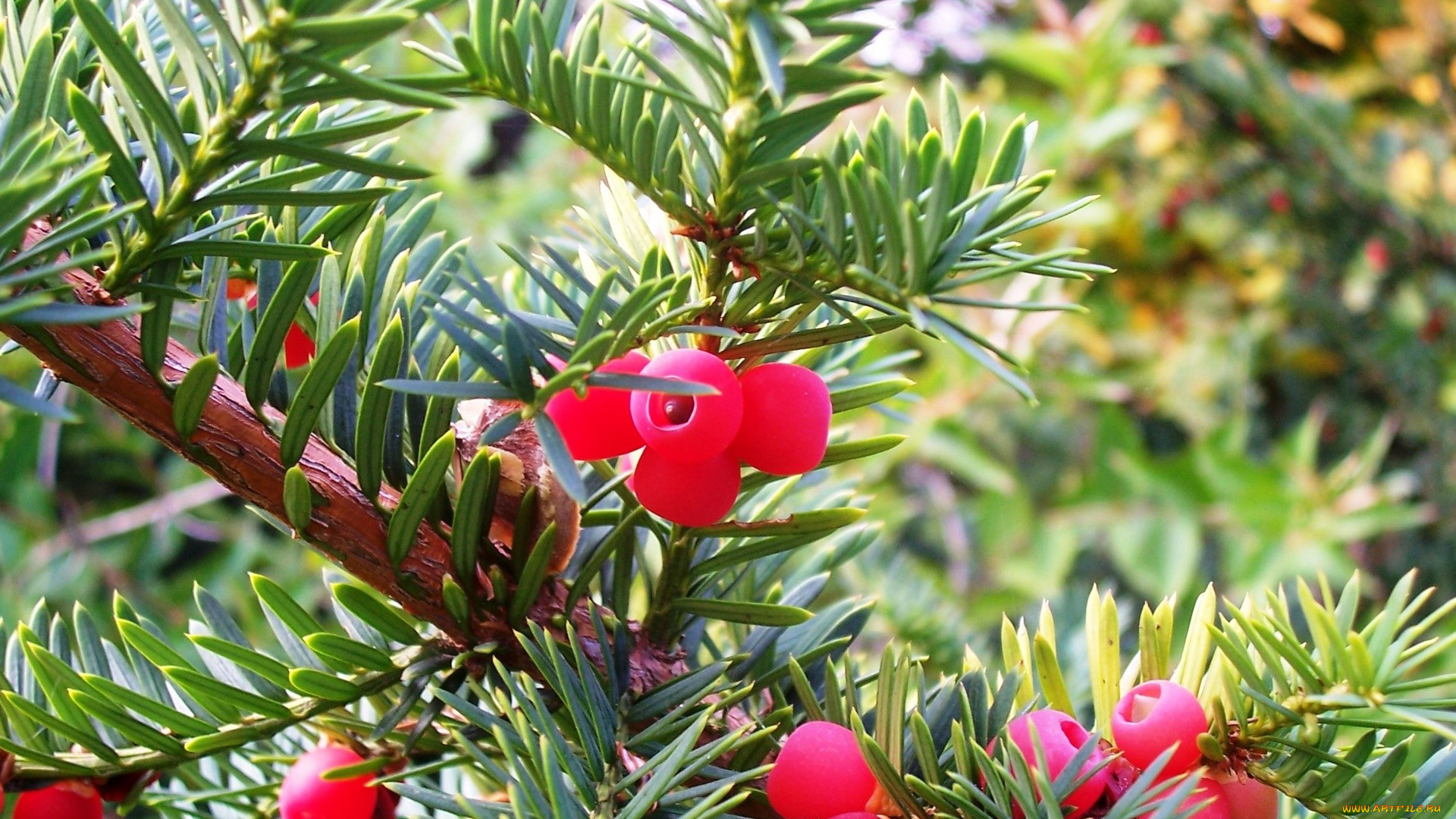 природа, Ягоды, красные