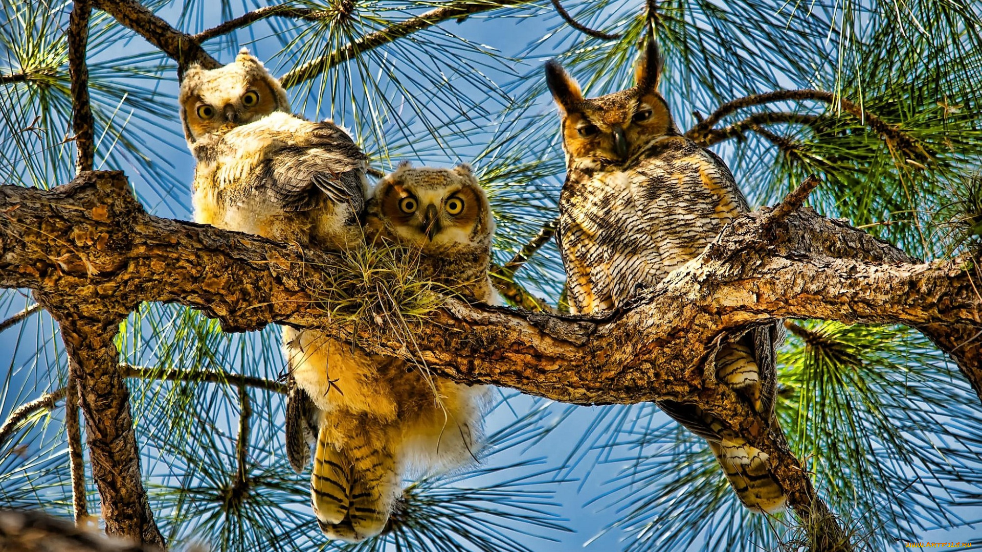 животные, совы, ветка, глаза, крылья