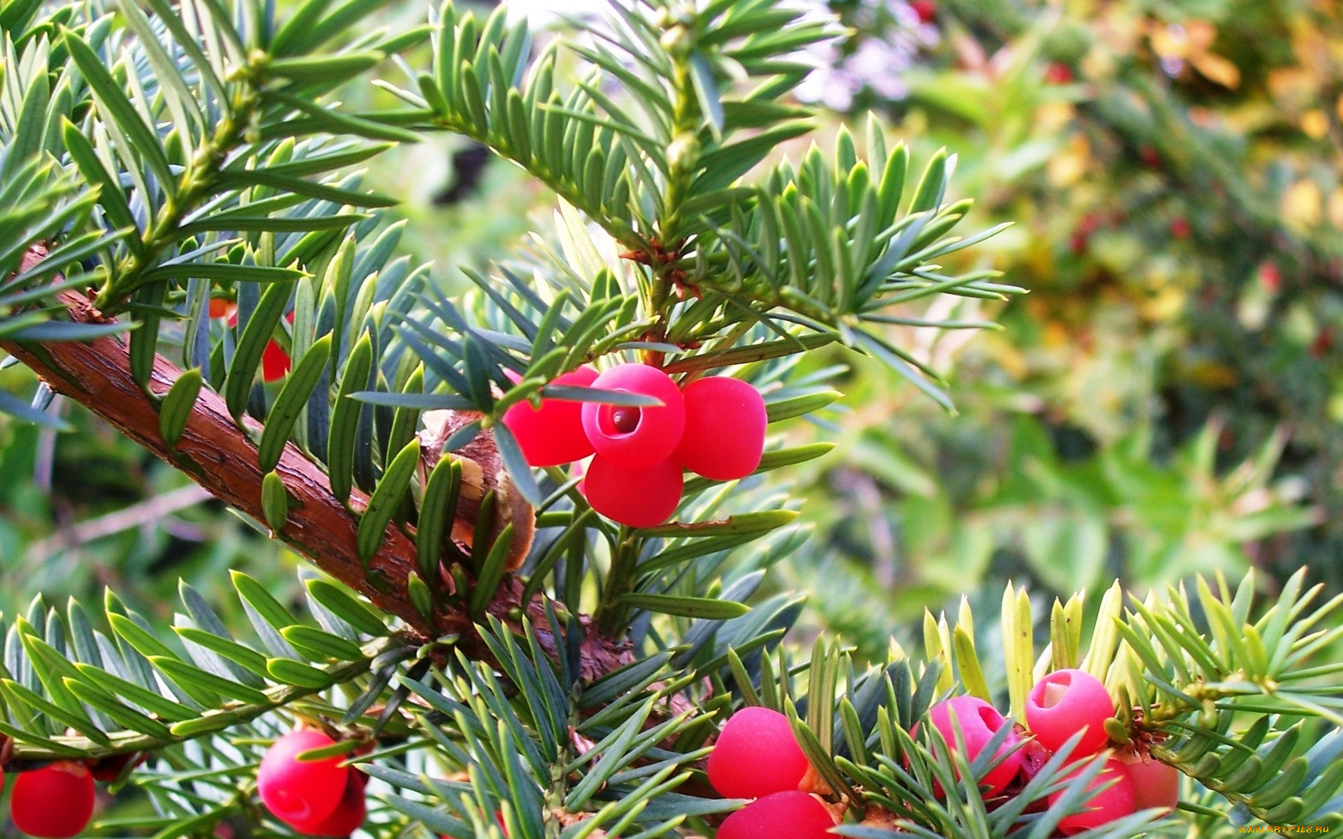 природа, Ягоды, красные