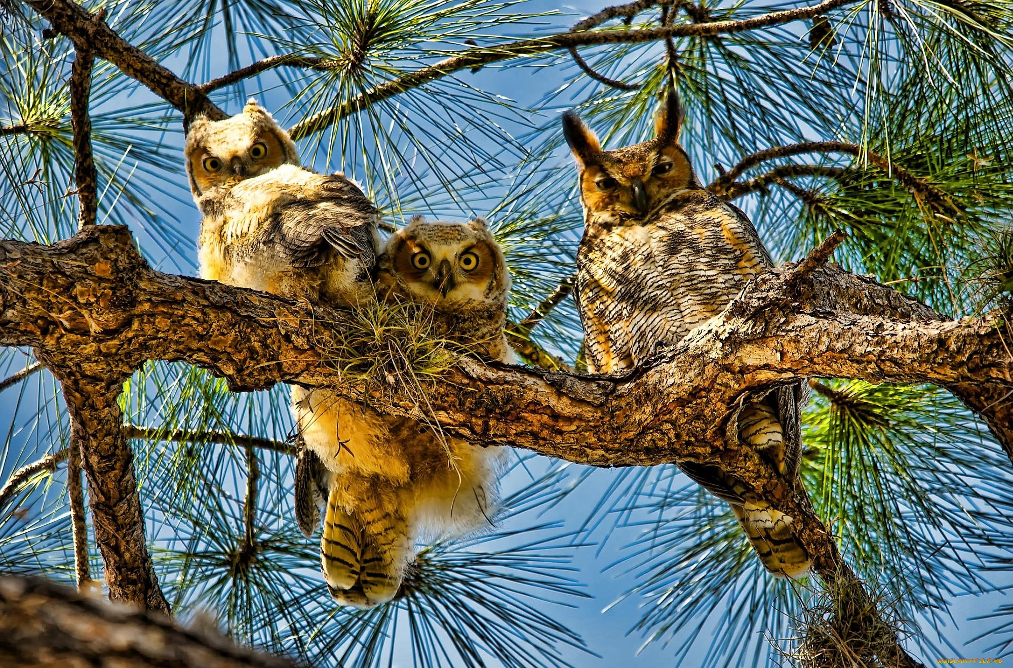 животные, совы, ветка, глаза, крылья