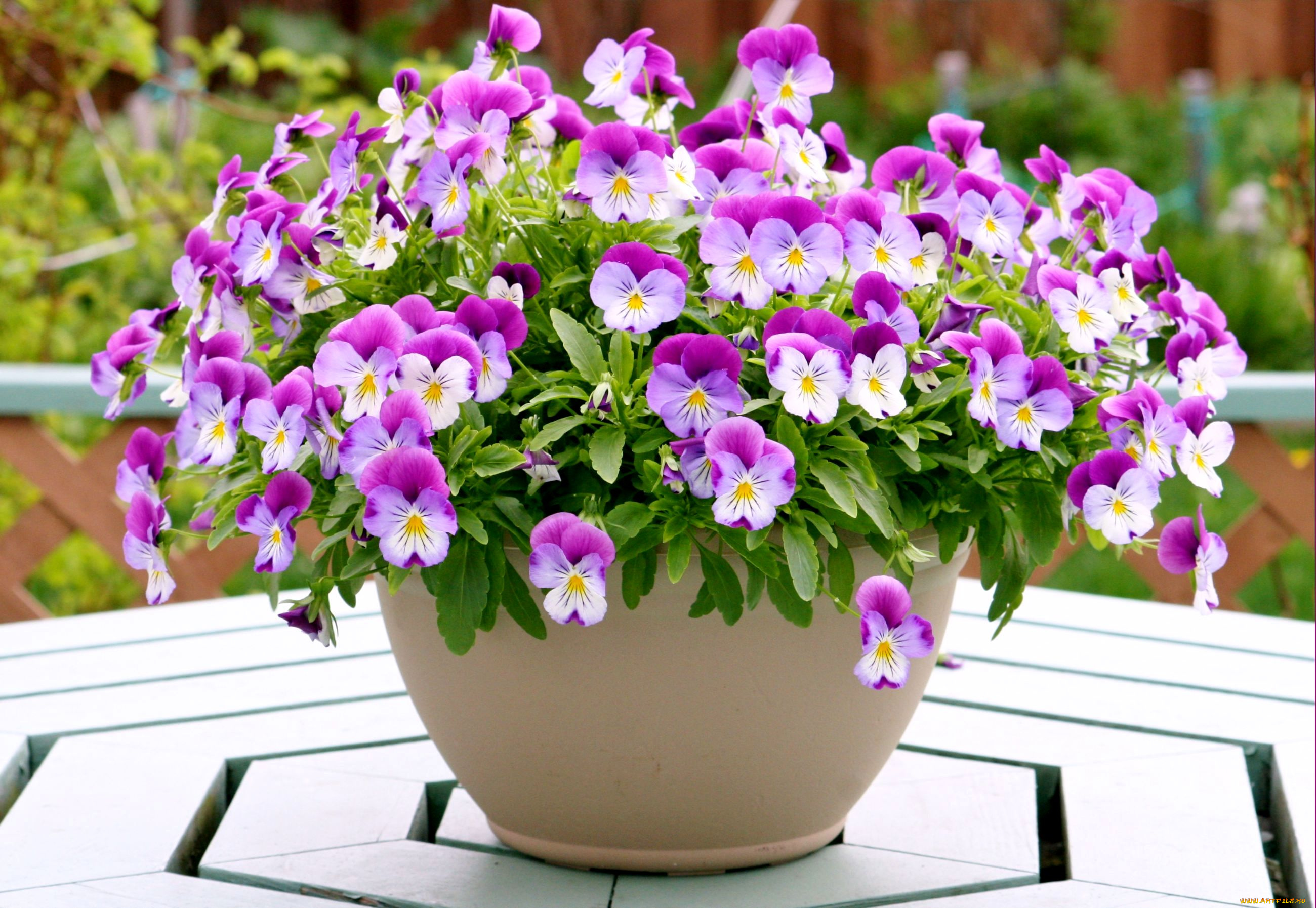 цветы, анютины, глазки, садовые, фиалки, гошок, розовый, пестрый