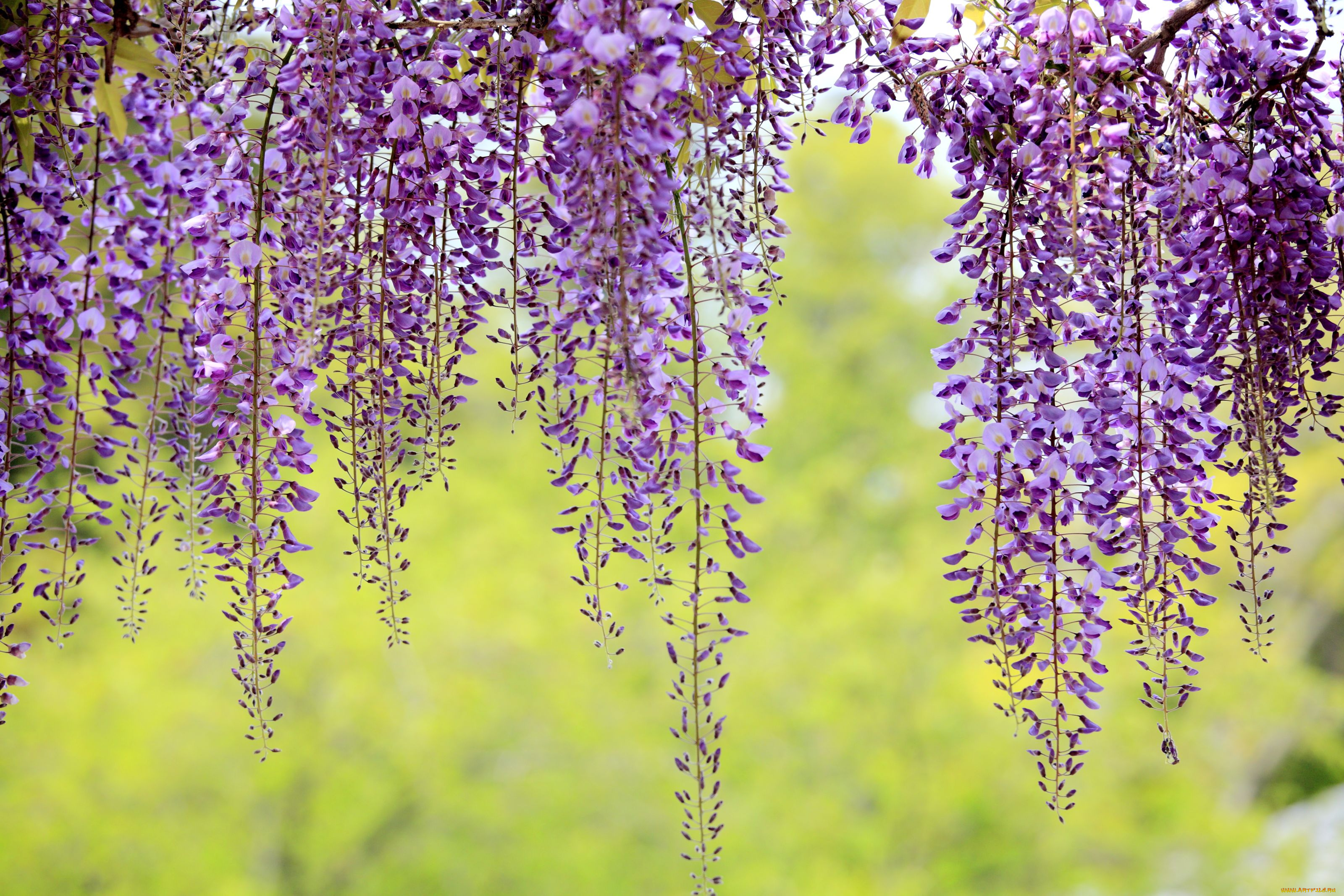 цветы, глициния, фиолетовый, гроздья