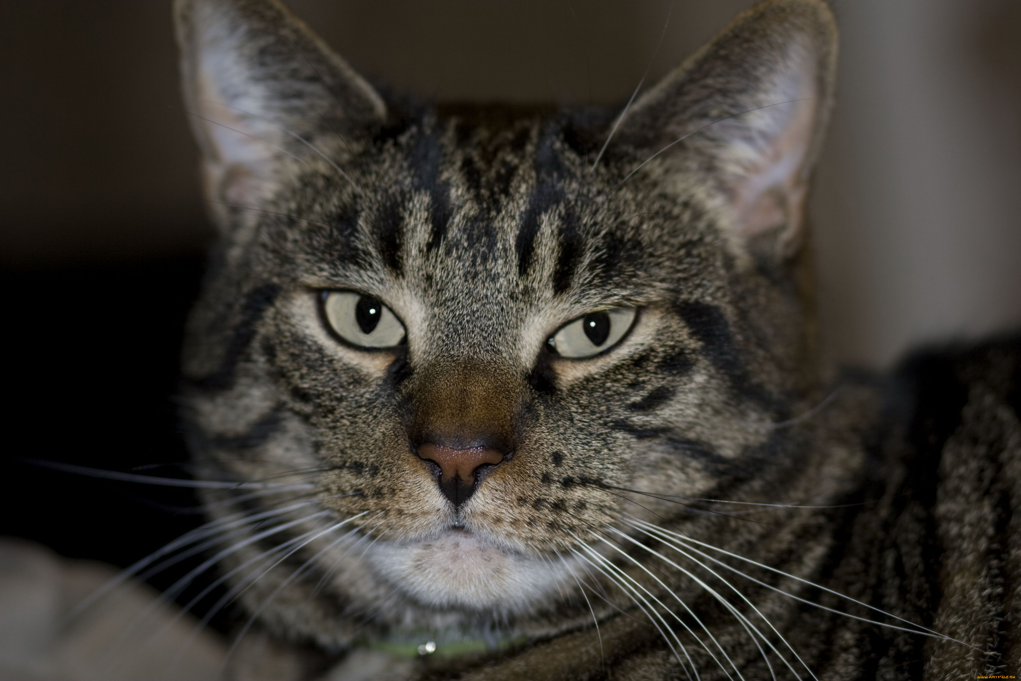 животные, коты, cat