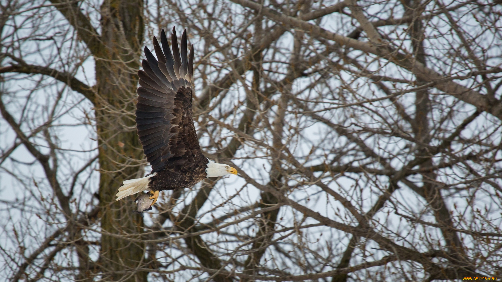 белоголовый, орлан, животные, птицы, -, хищники, орлан, добыча, рыба, крылья, полет