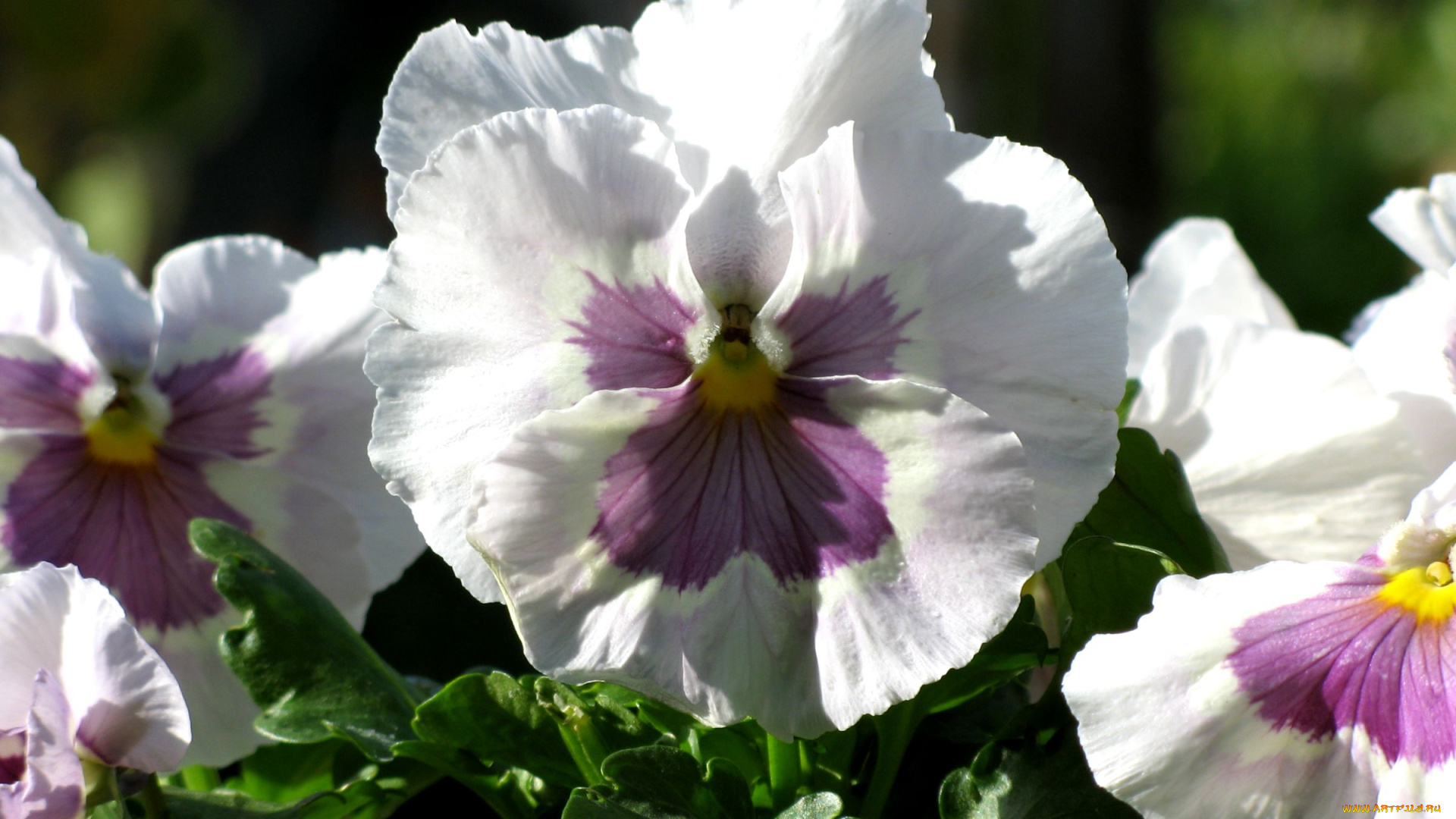 цветы, анютины, глазки, , садовые, фиалки, макро