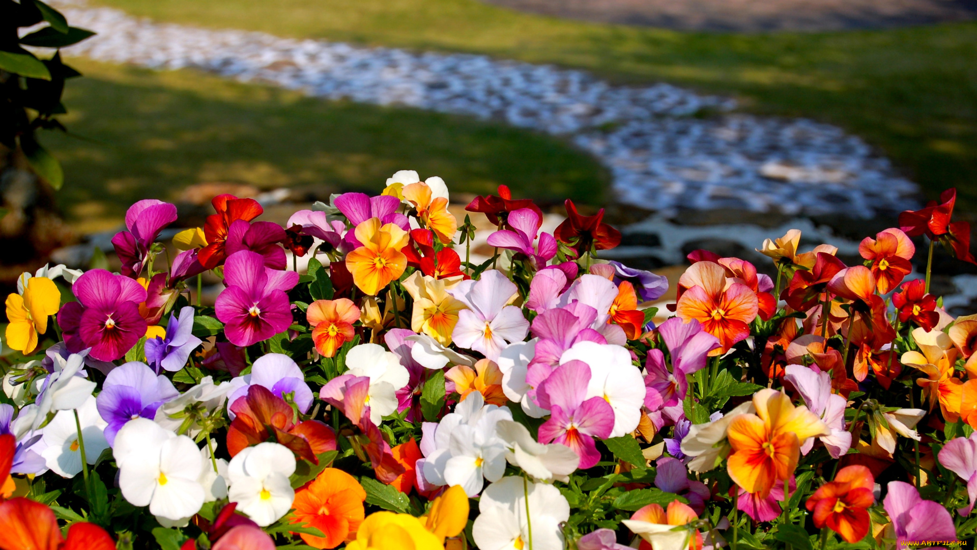 цветы, анютины, глазки, , садовые, фиалки, многоцветье