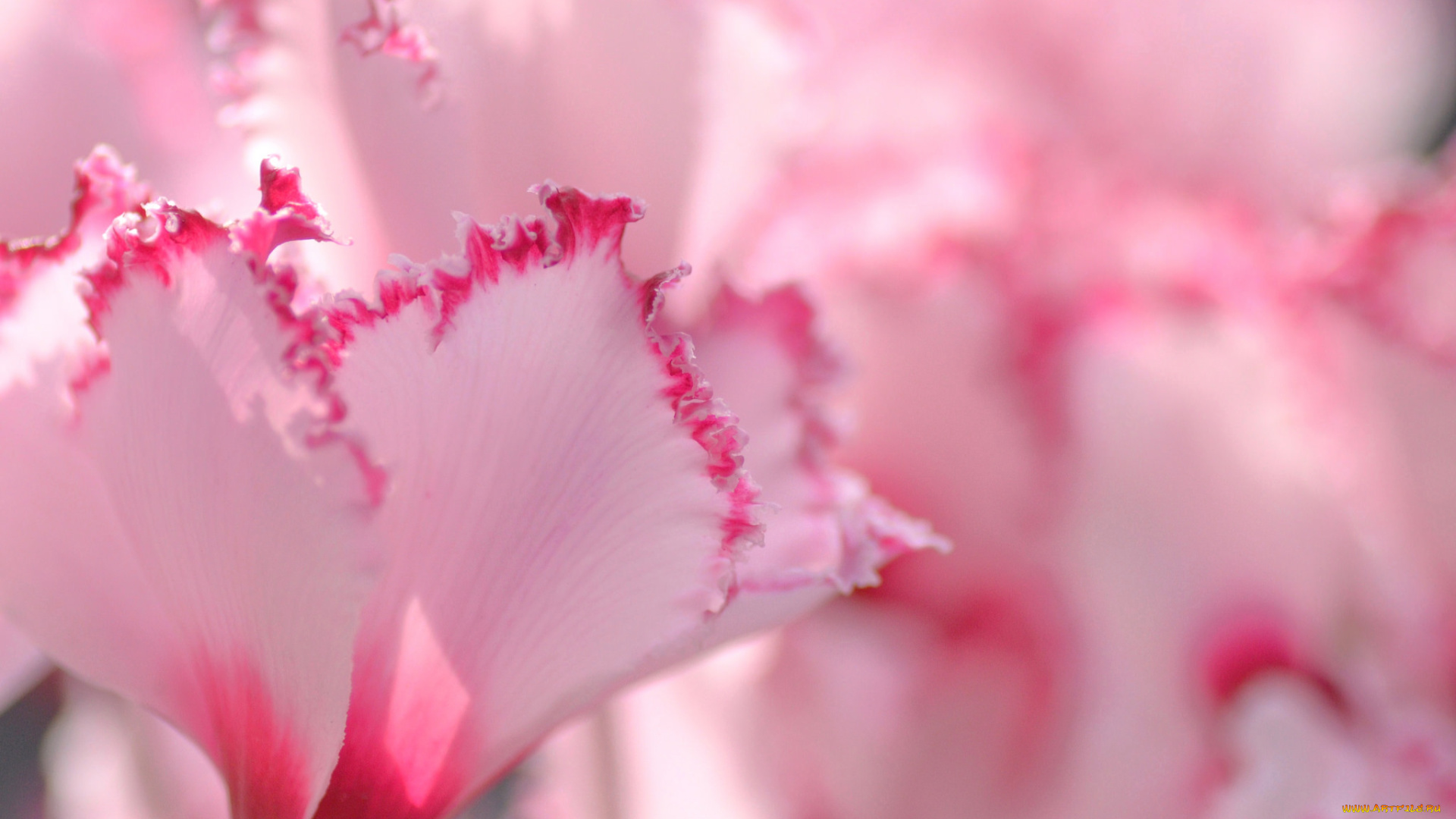 цветы, цикламены, розовый