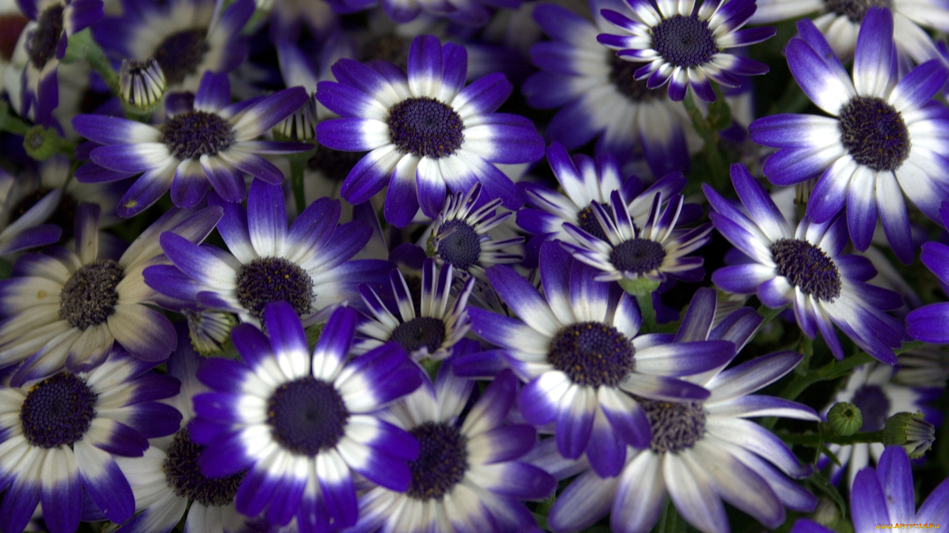 цветы, цинерария, пестрый