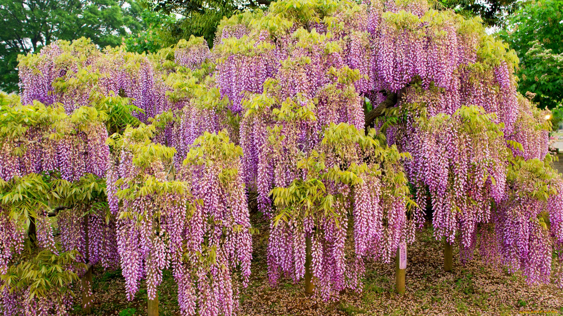 цветы, глициния, вистерия