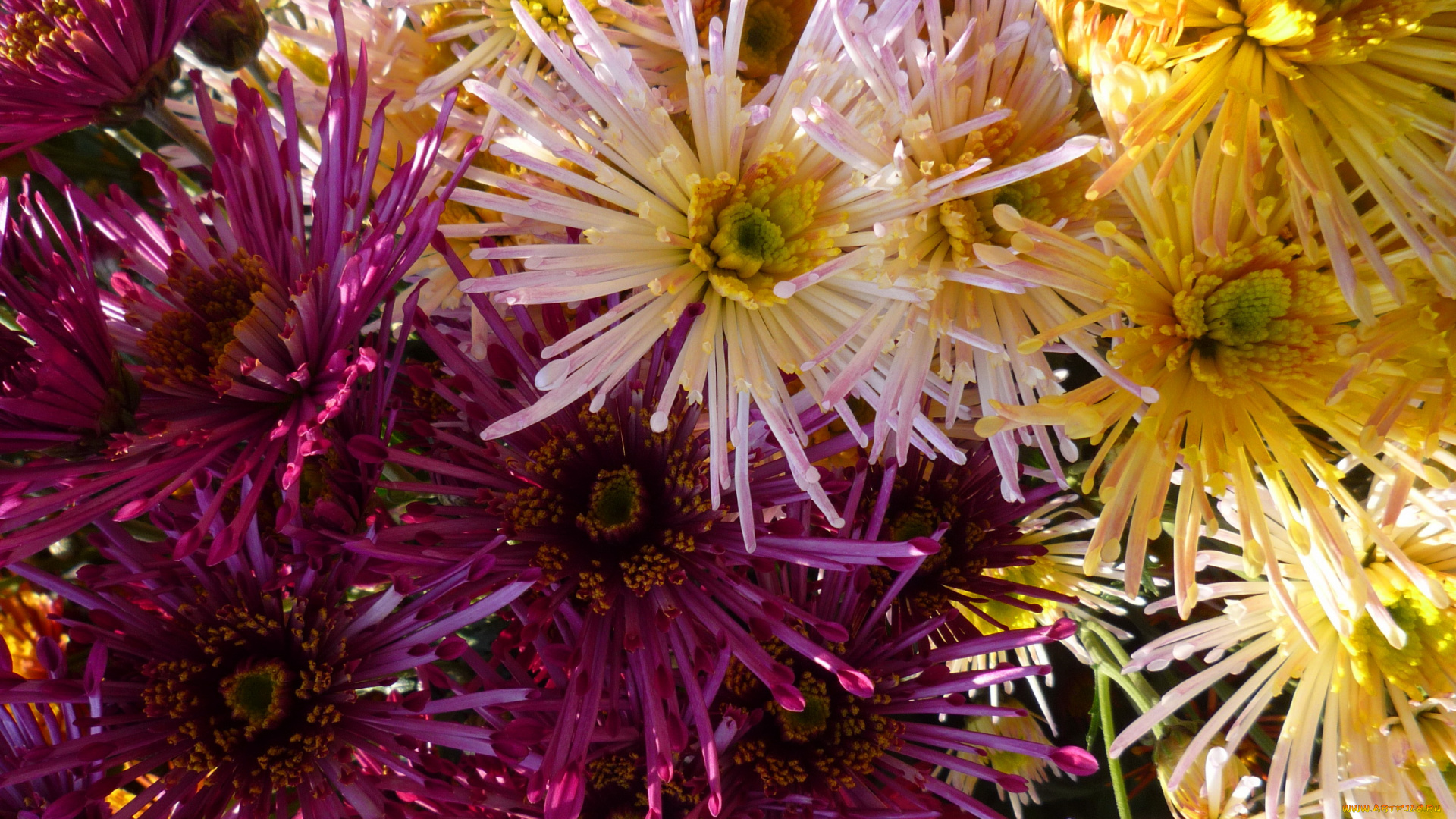 цветы, хризантемы, много