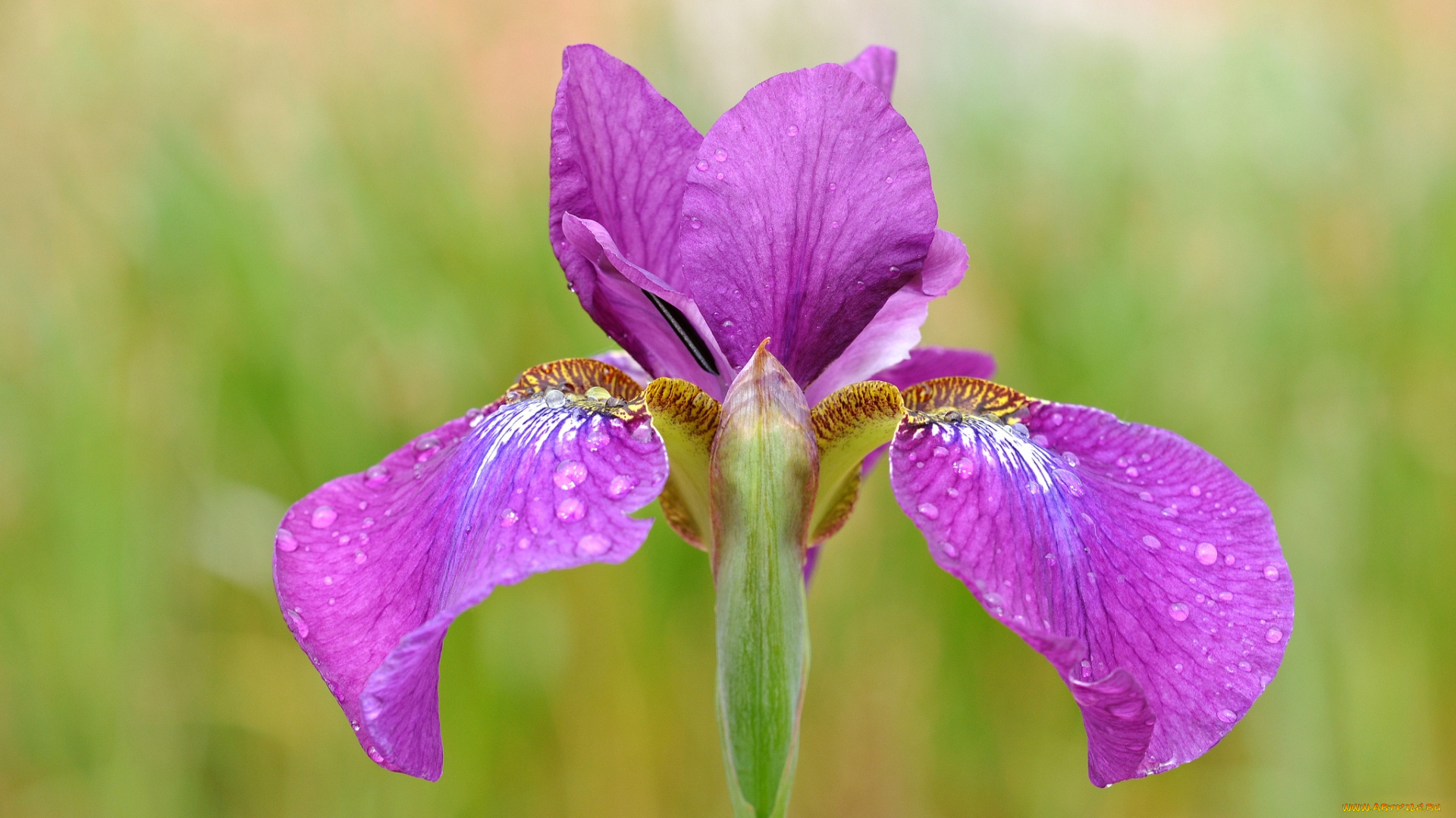 цветы, ирисы, ирис