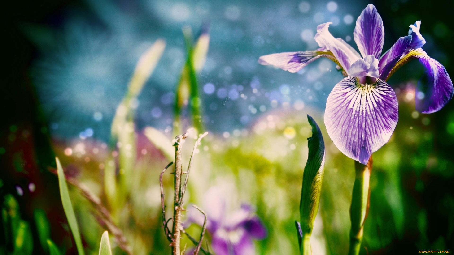 цветы, ирисы, ирис