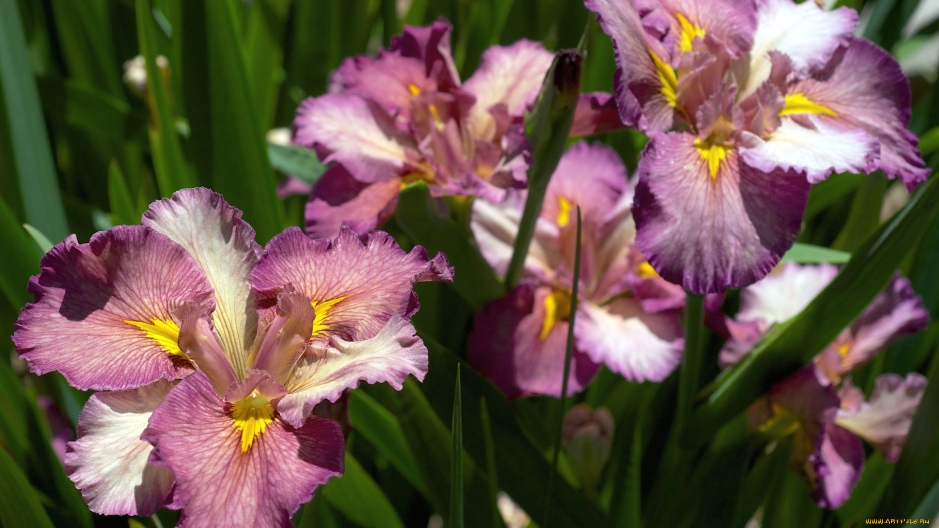 цветы, ирисы, касатики