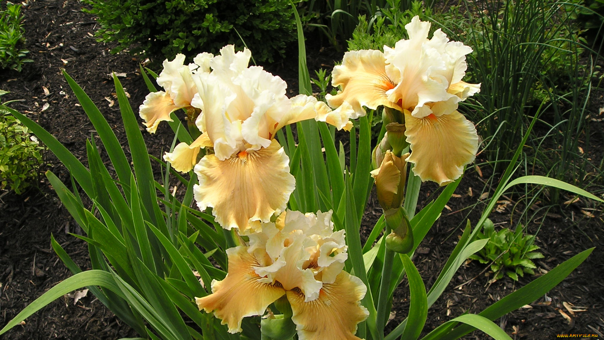 цветы, ирисы, куст