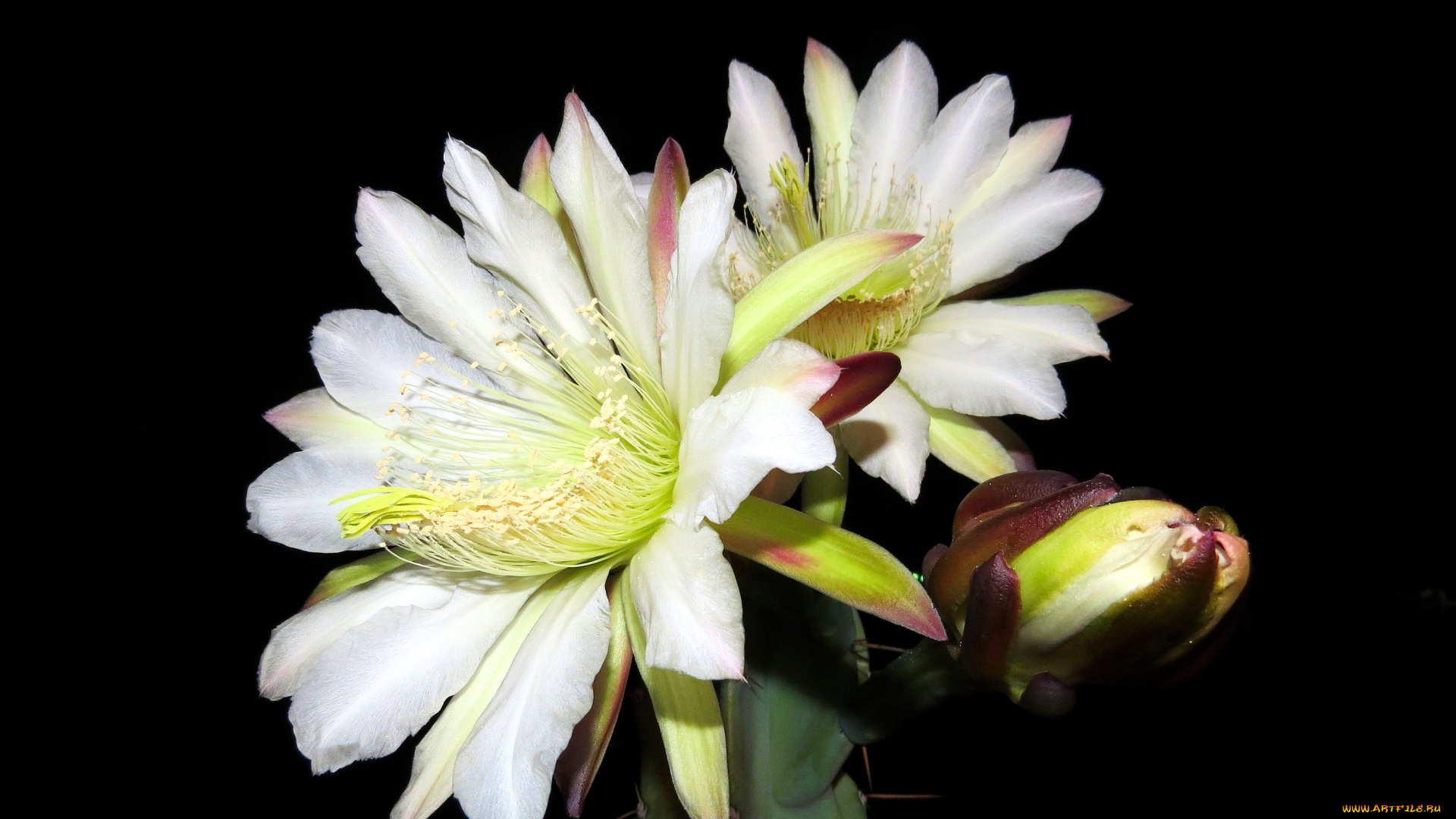 цветы, кактусы, белый