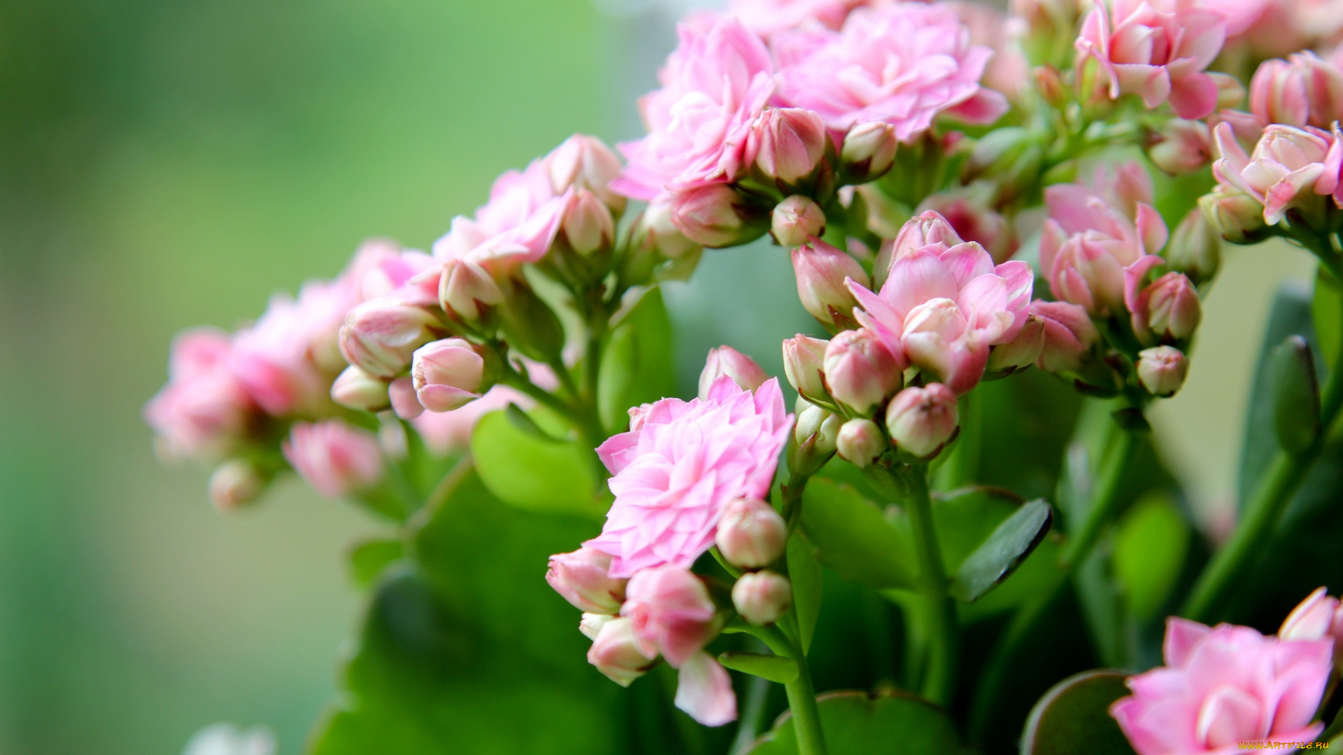 цветы, каланхоэ, макро