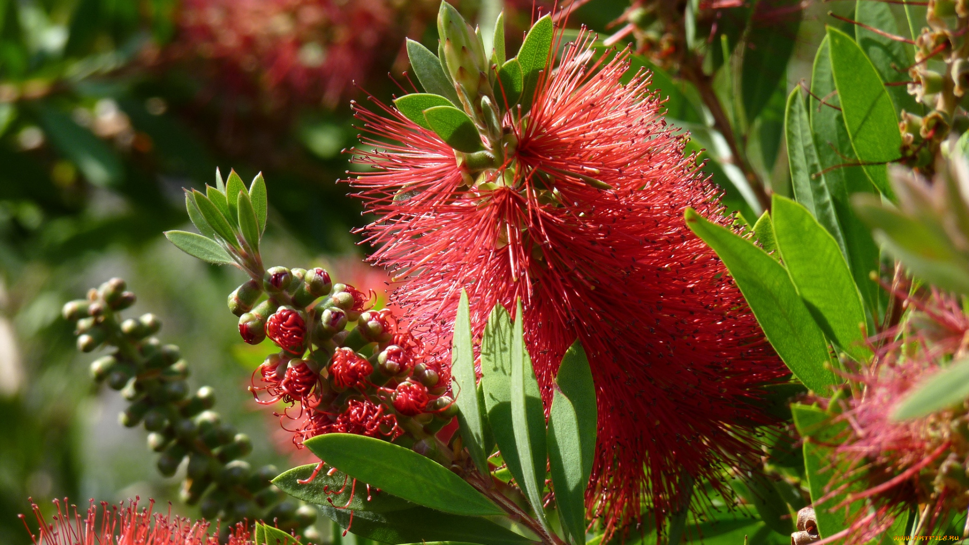 цветы, каллистемон, ершик