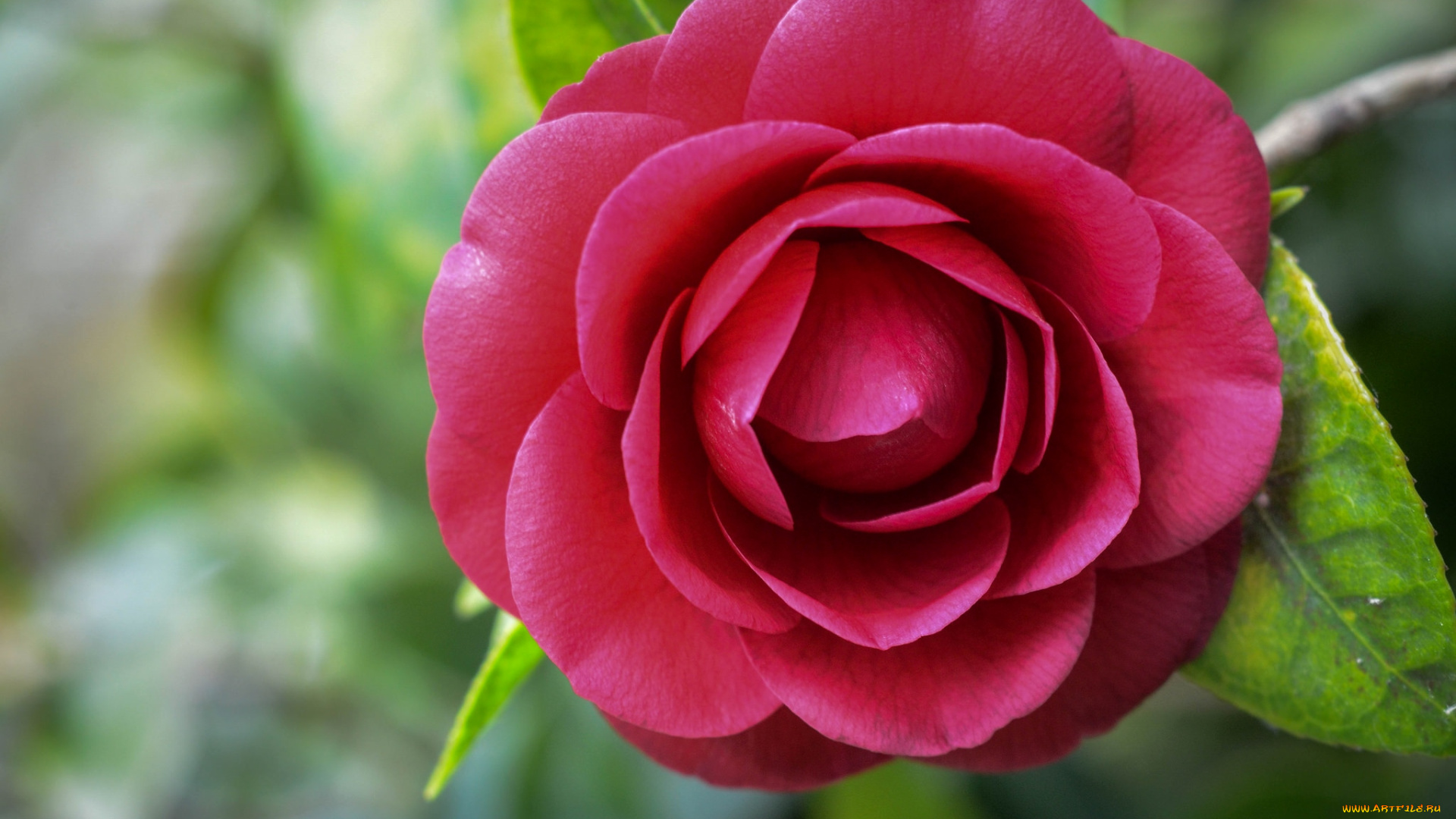 цветы, камелии, макро