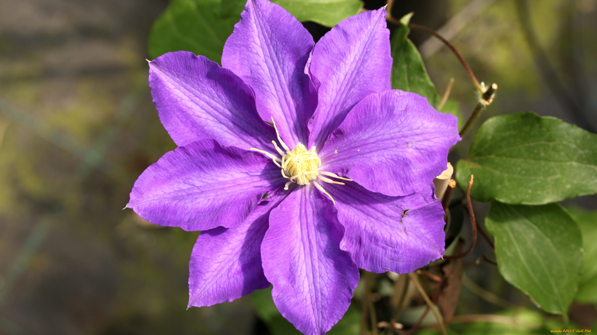 цветы, клематис, , ломонос, макро